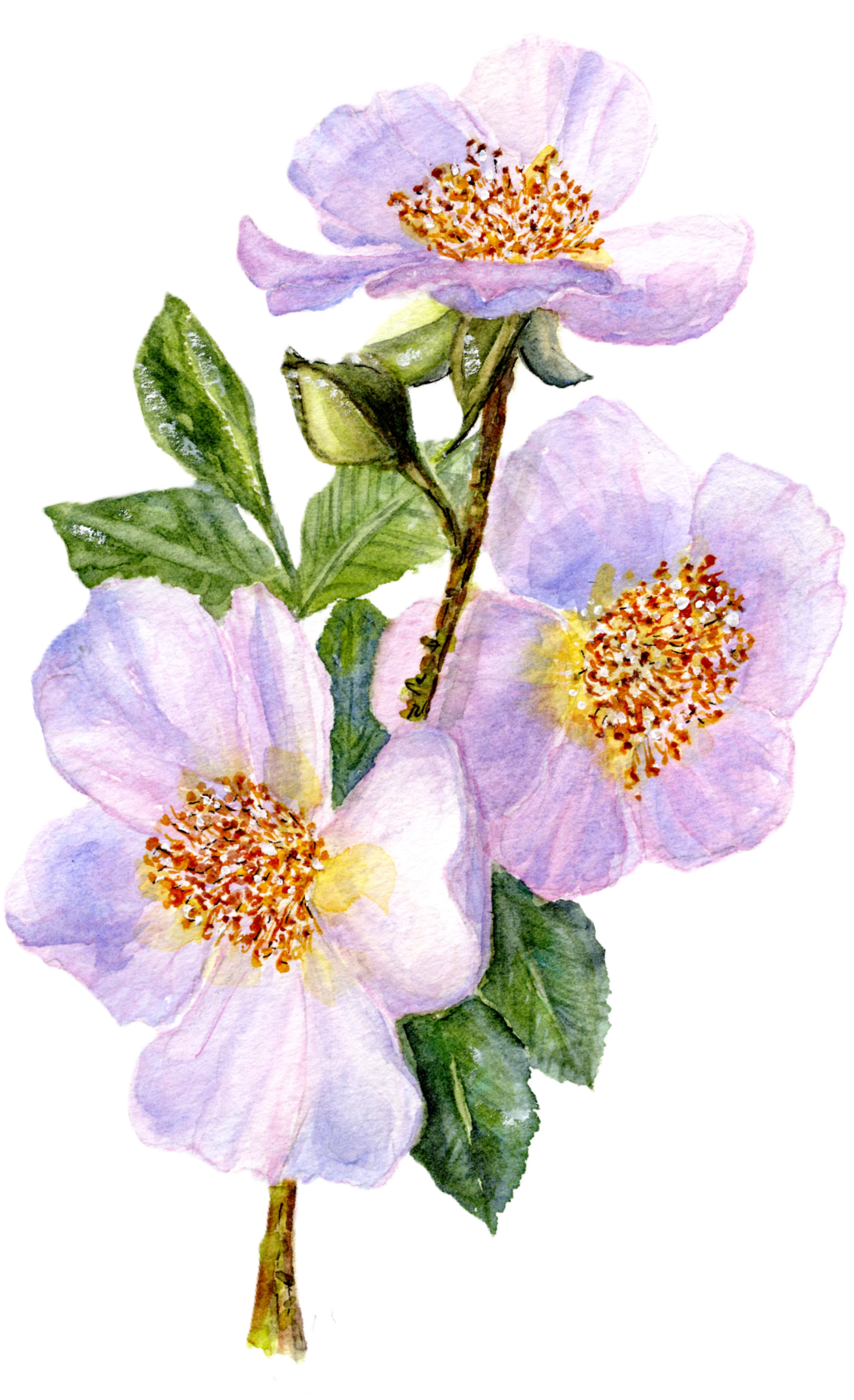 Botanical Wild Prairie roses Art Print