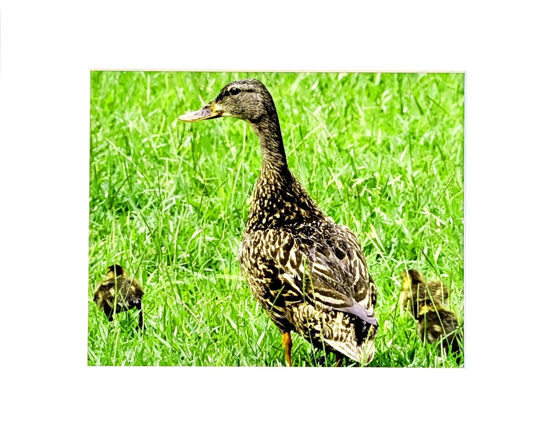 Mallard Duck Nature Photograph