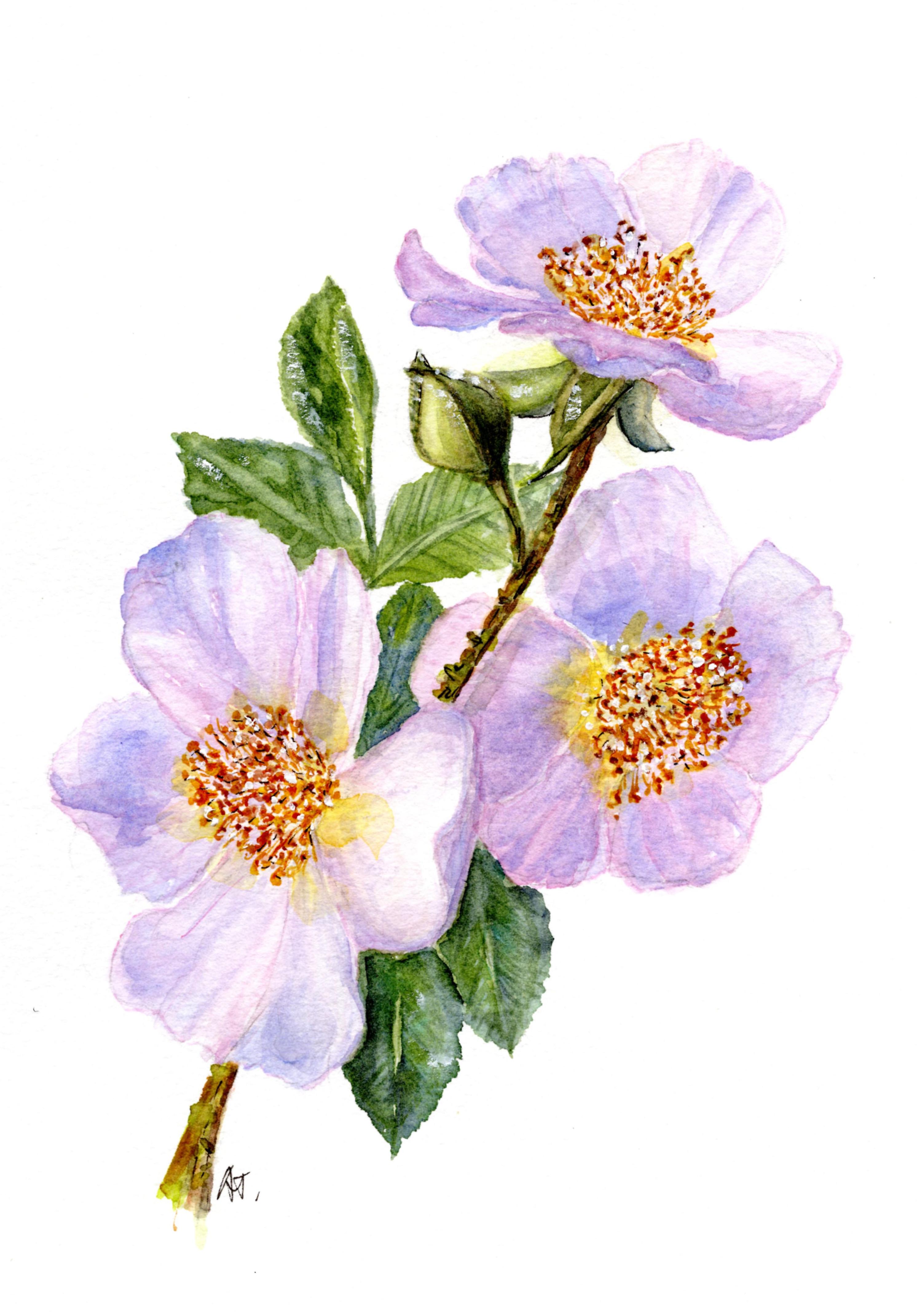 Summer flowers collections