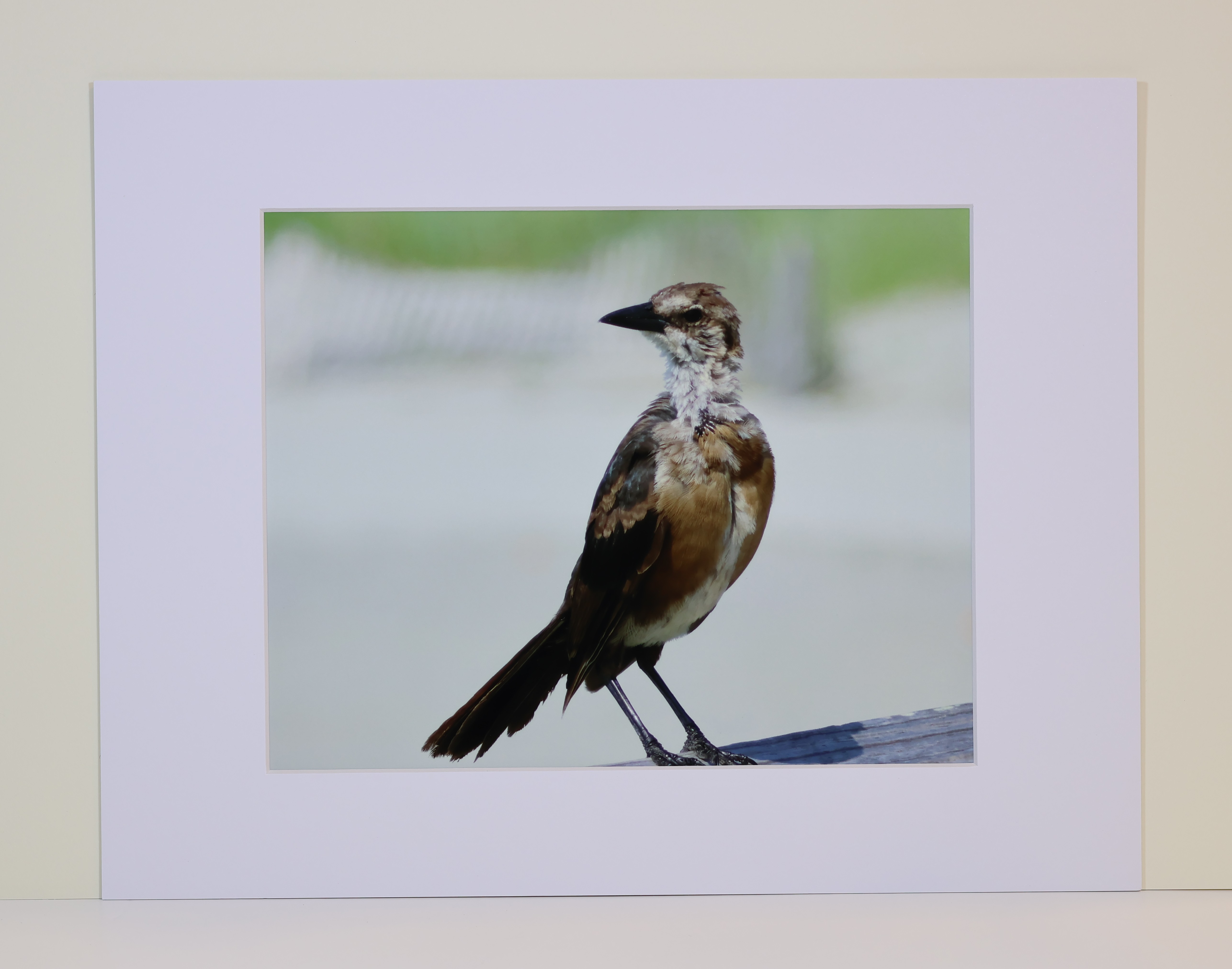 Matted Pier Bird Photograph