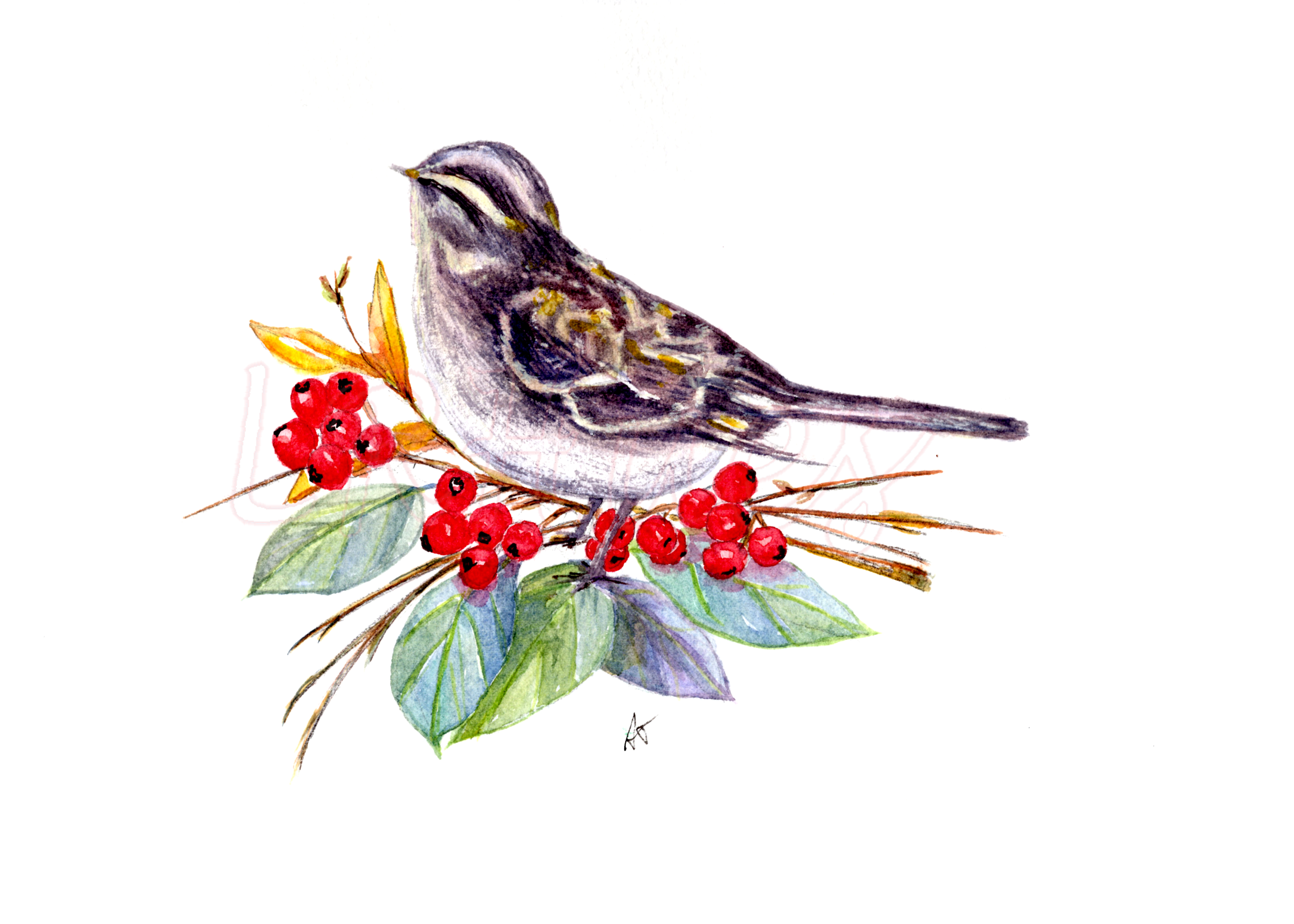 Watercolor Bird with Berries Greeting Card