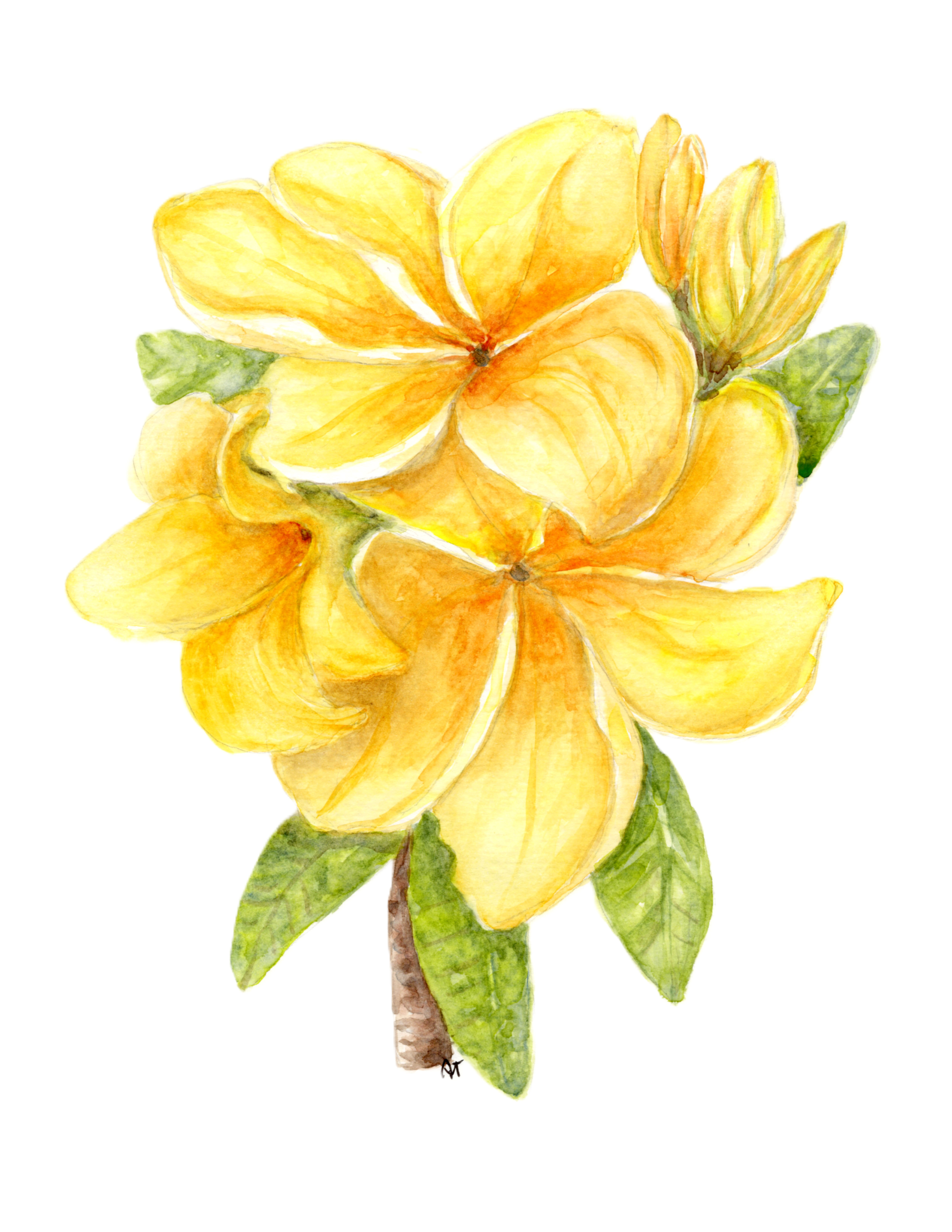 Yellow Plumeria Watercolor Print