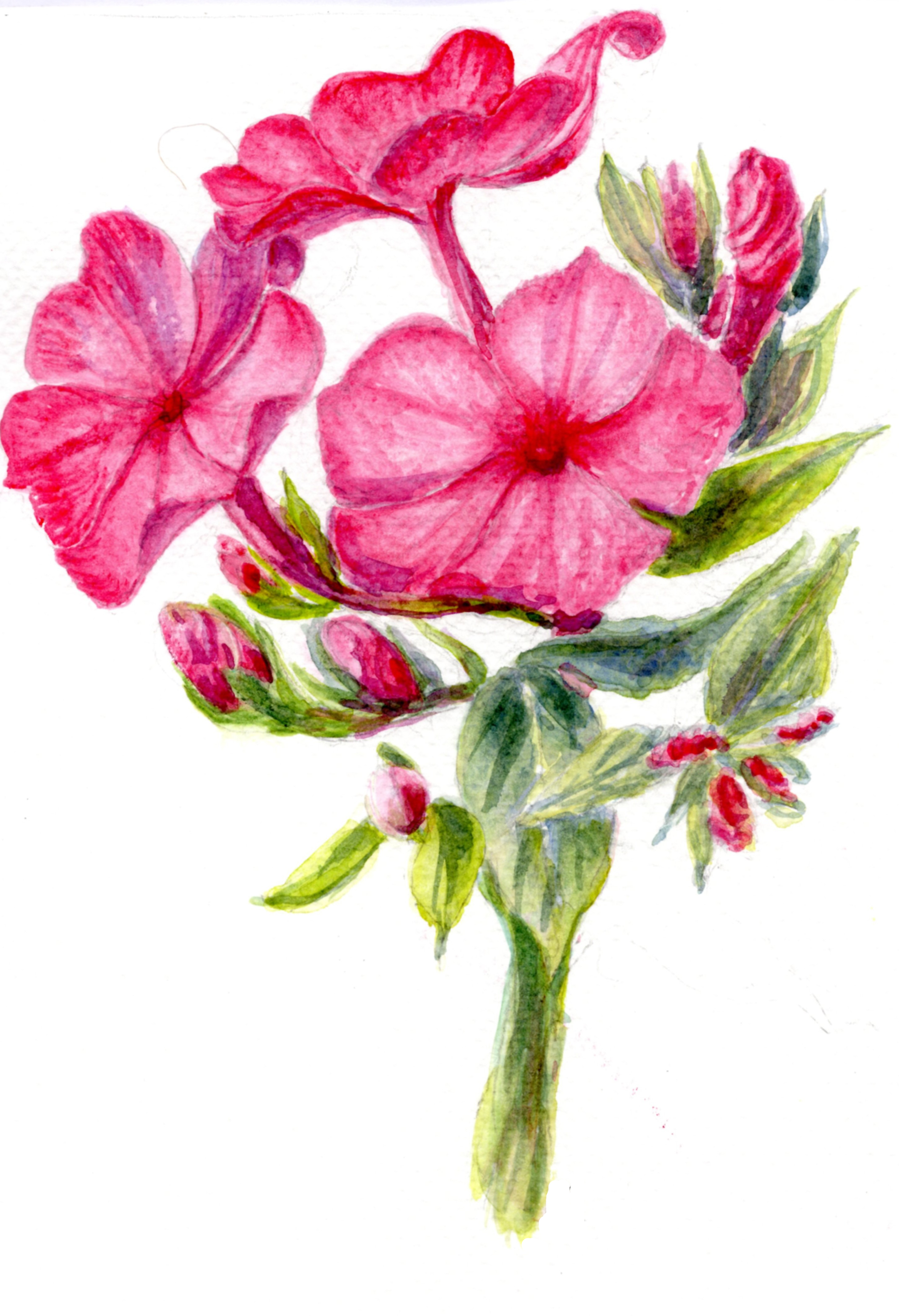 Spring flowers collection