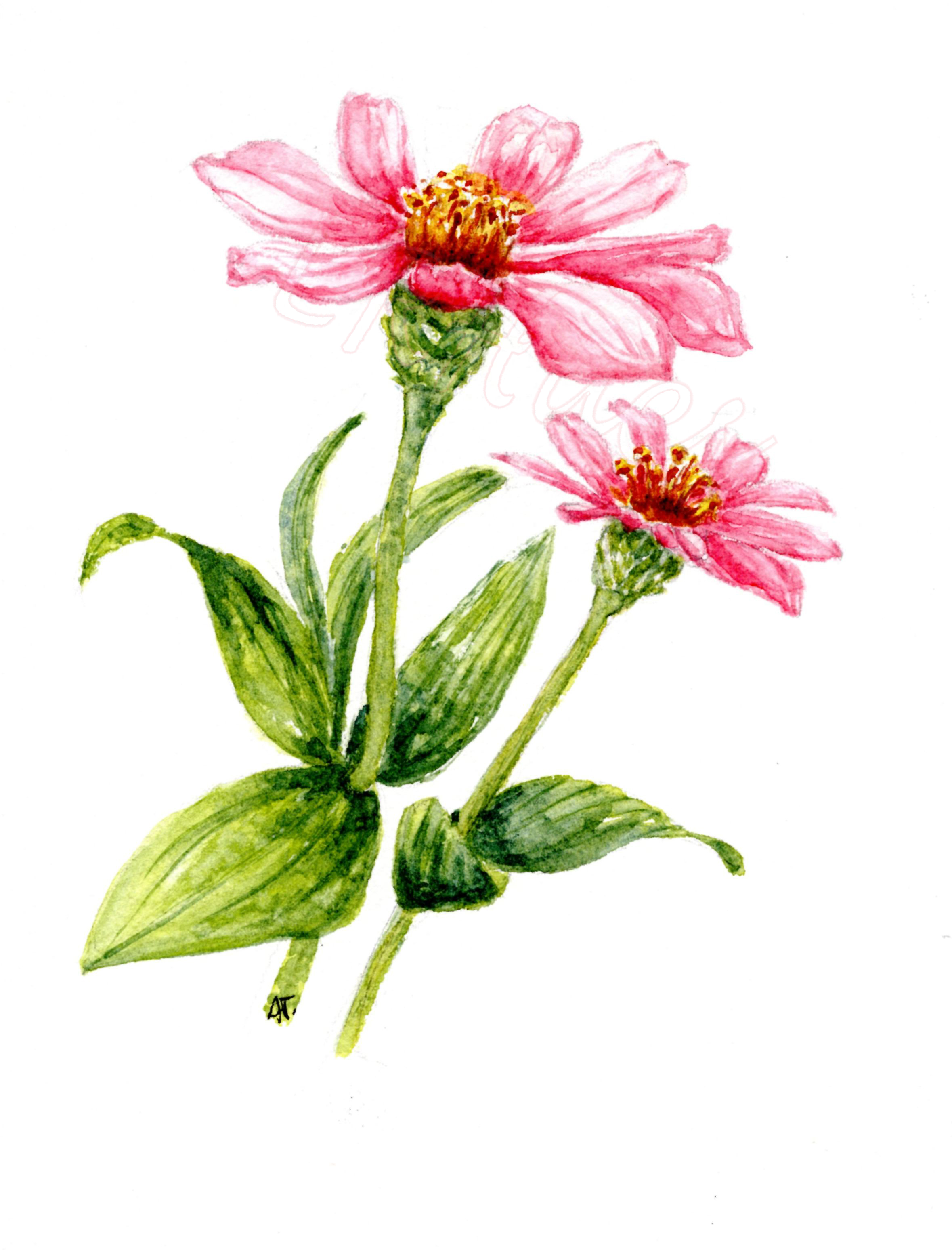 Pink Zinnia in Watercolor