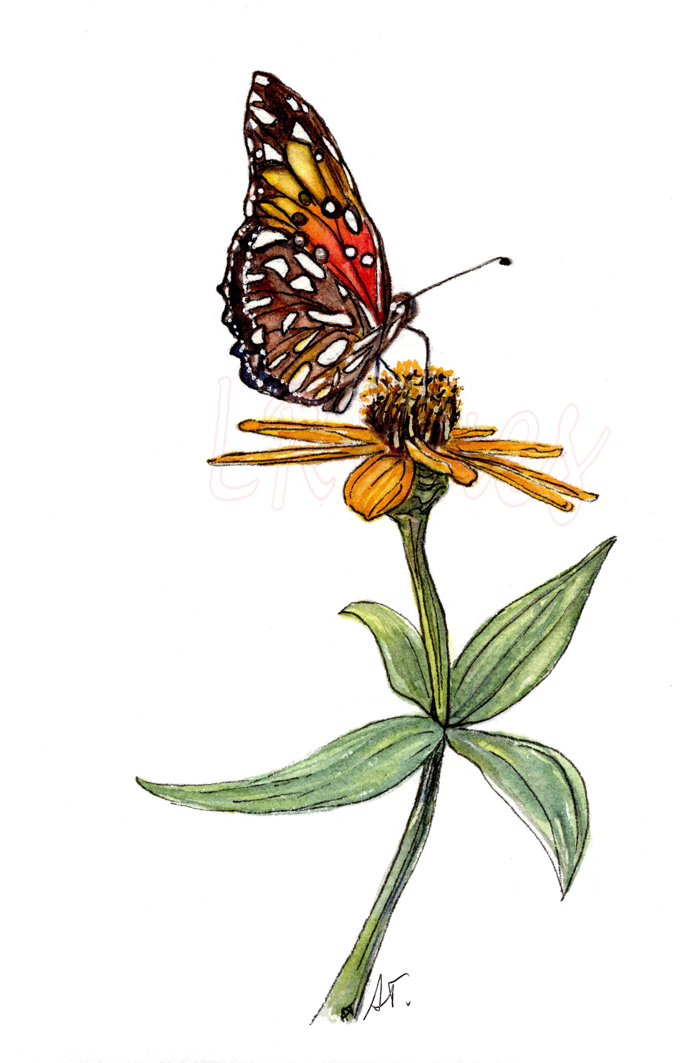 Monarch Butterfly alights upon Orange Zinnia