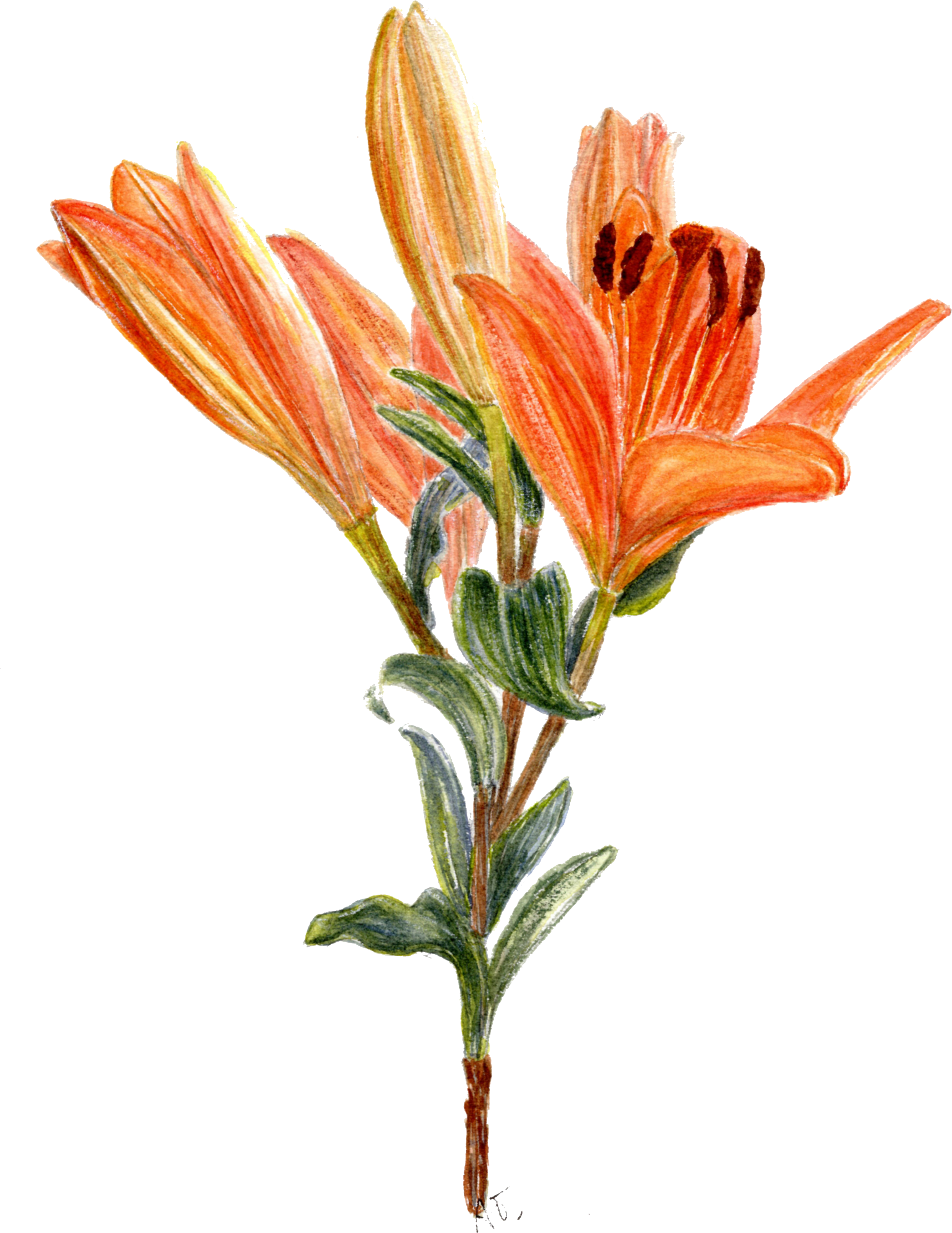 Day Lilies in watercolor