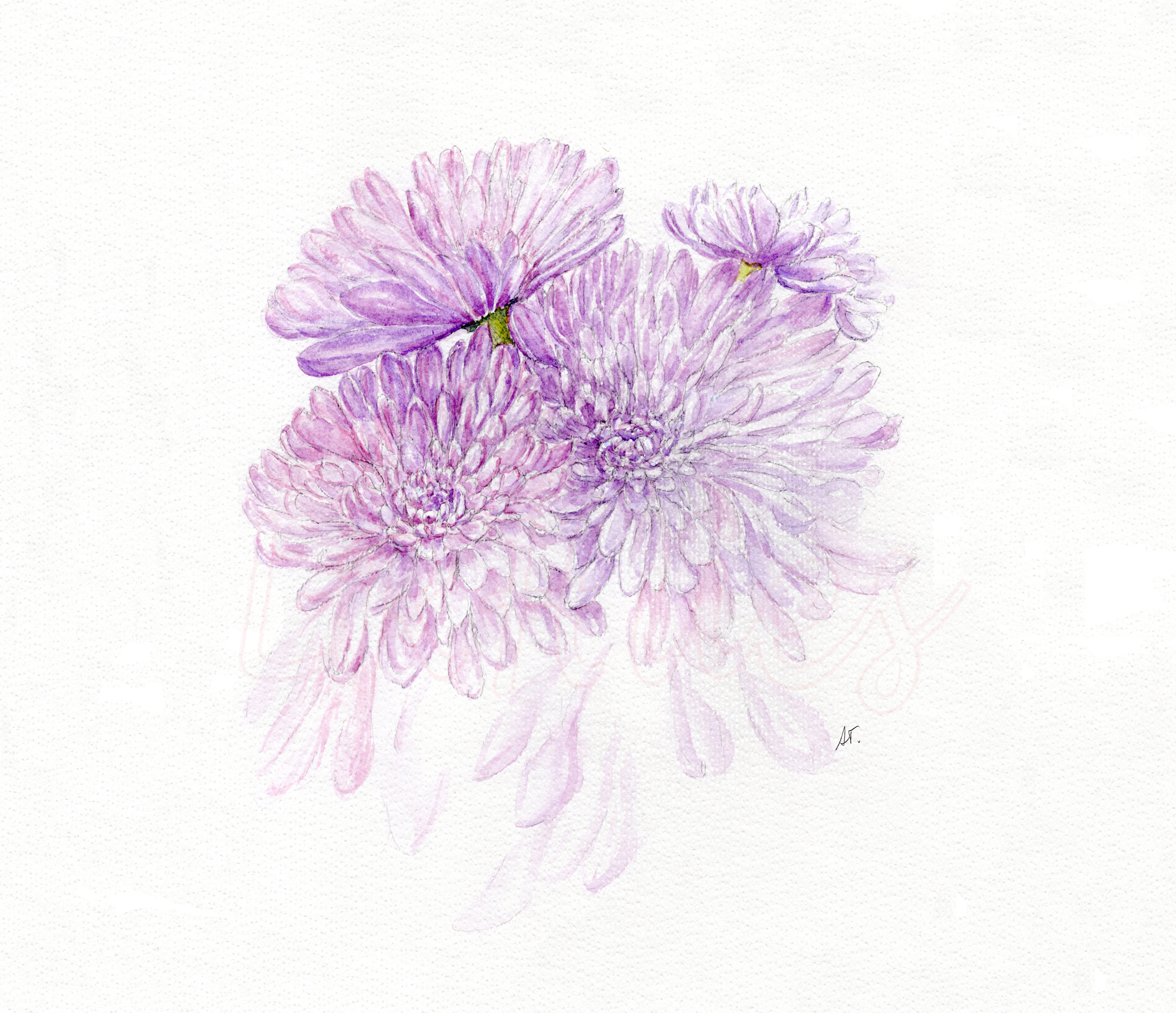 Purple Chrysanthemum Watercolor Painting