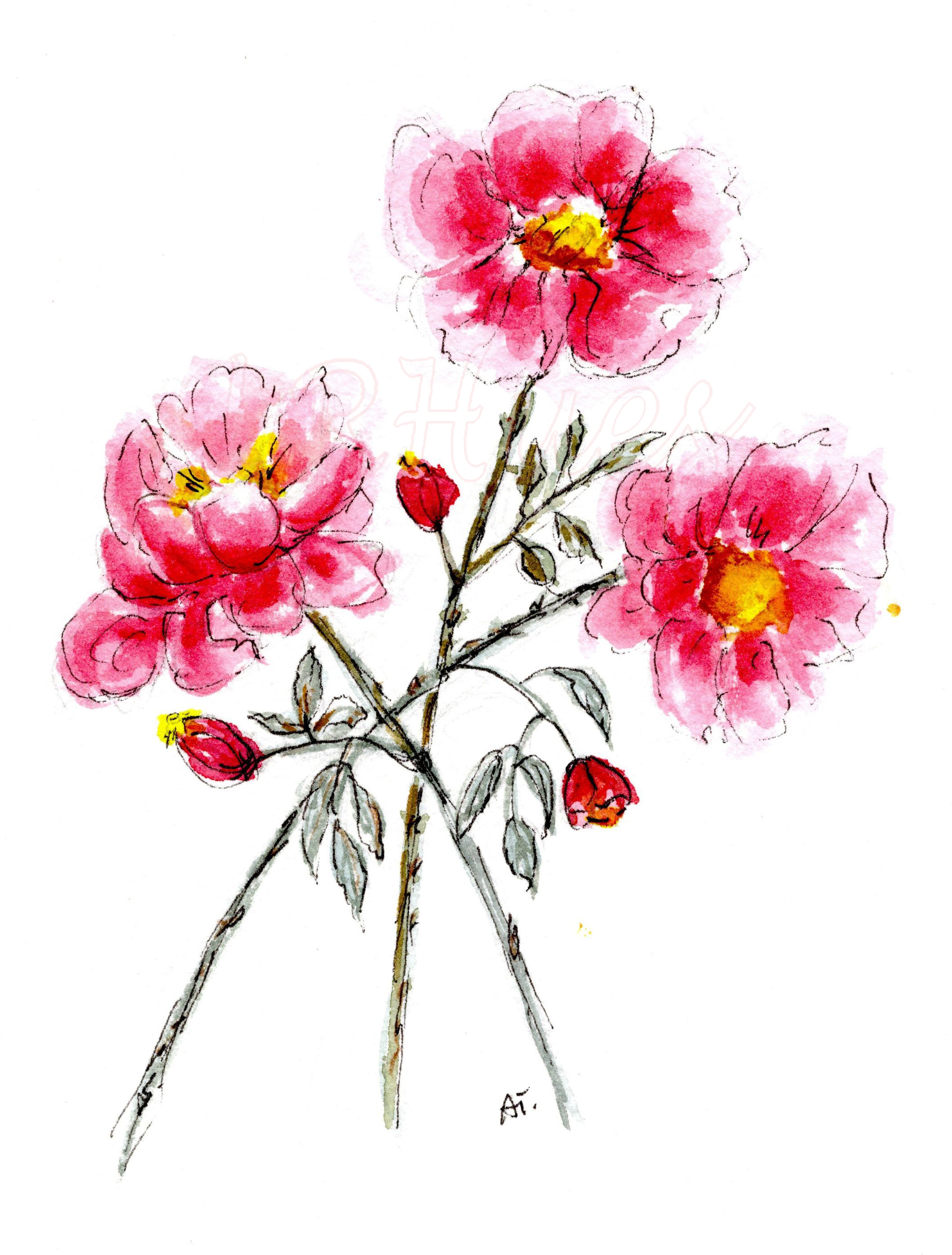 Watercolor Drift Roses