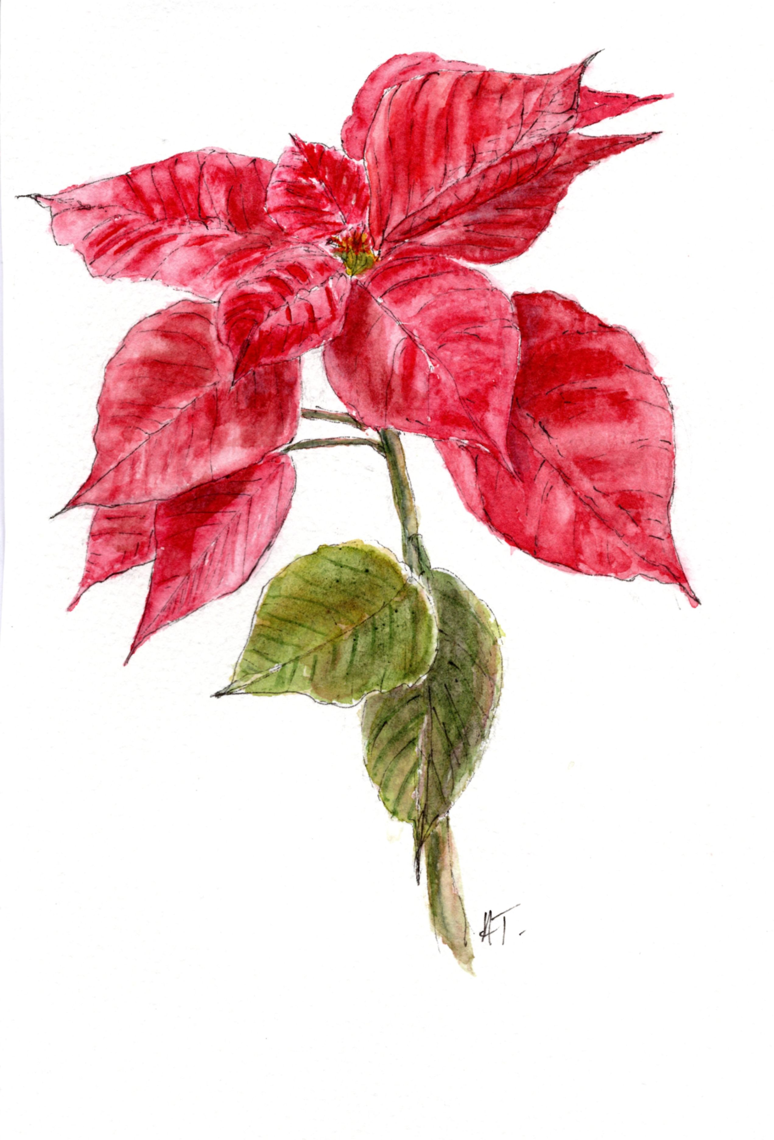 Winter flowers collections