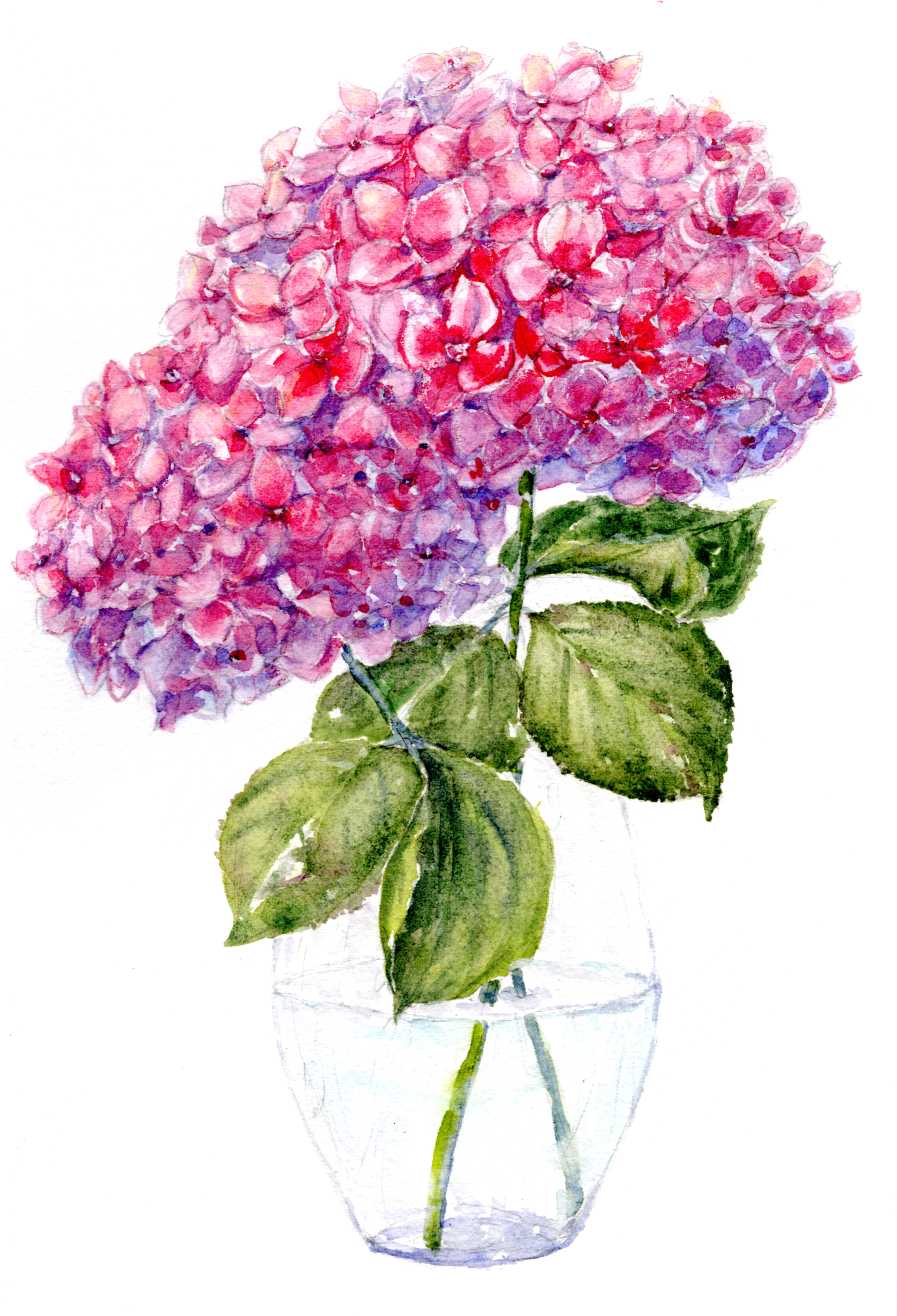 Hydrangea Watercolor Painting