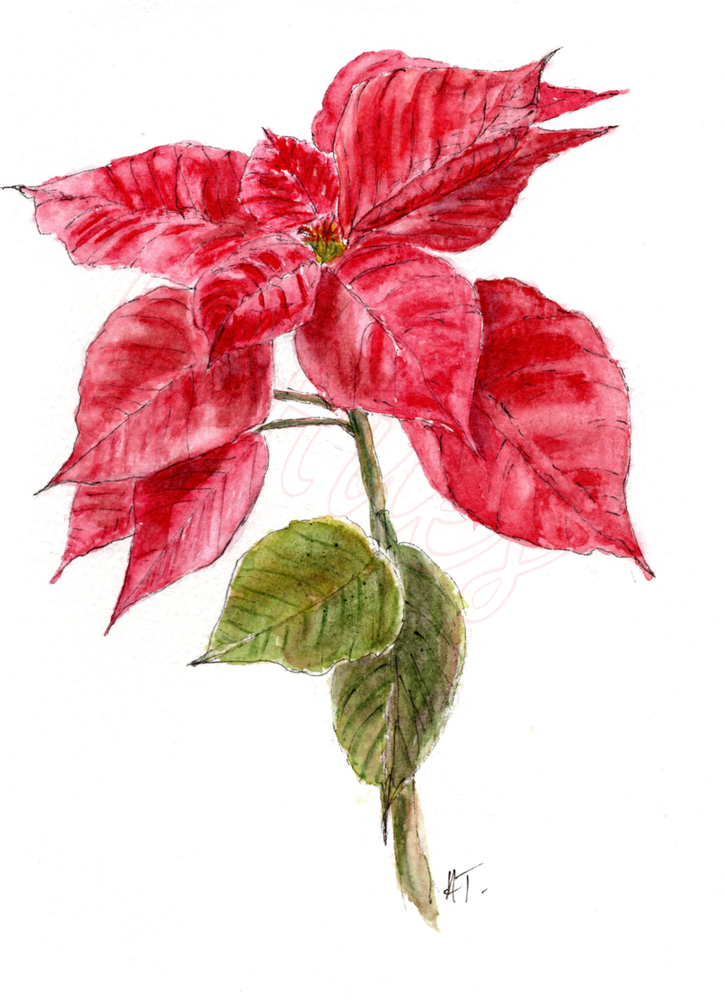 Watercolor Poinsettia Artwork