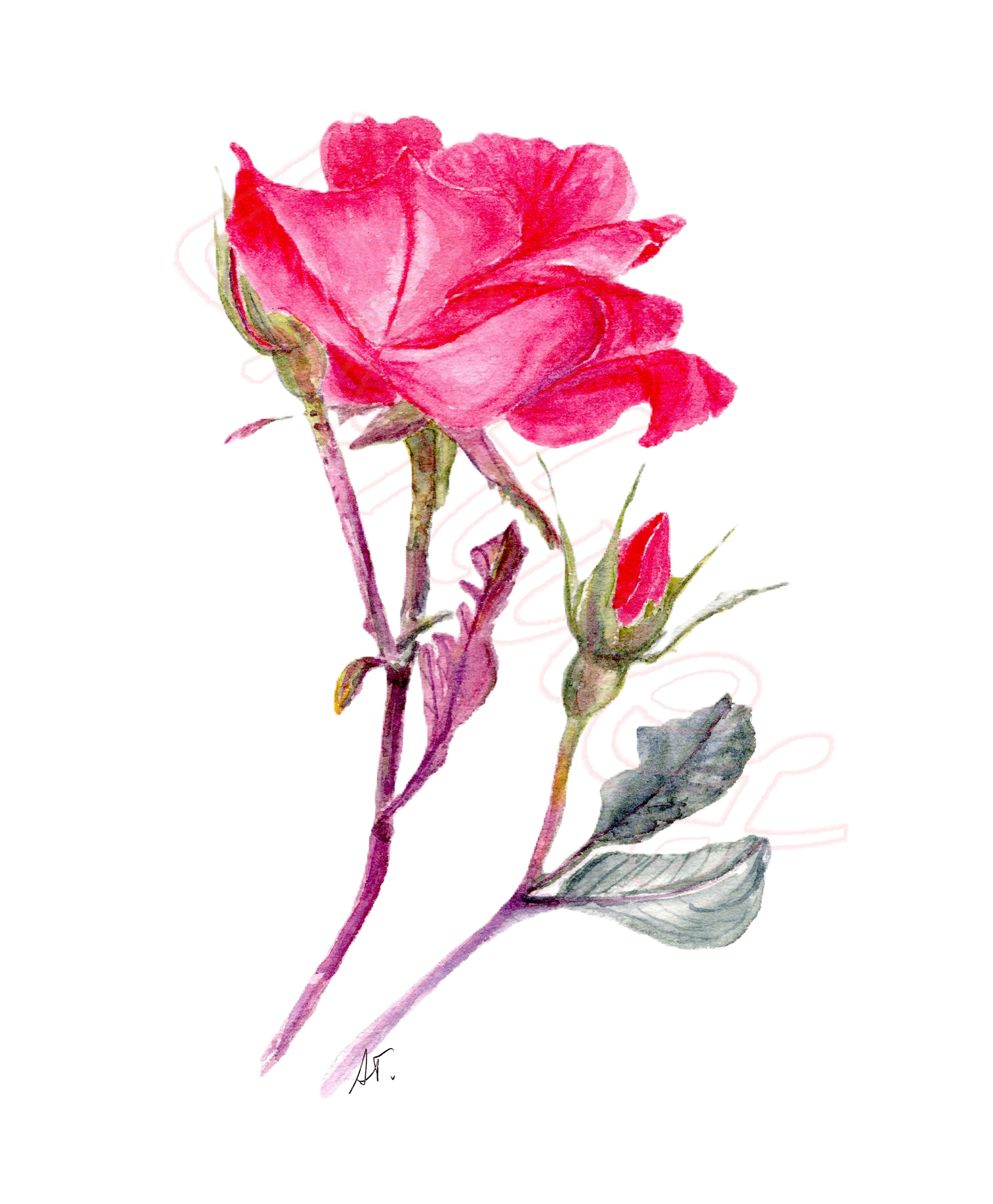 Watercolor Red Knockout Rose