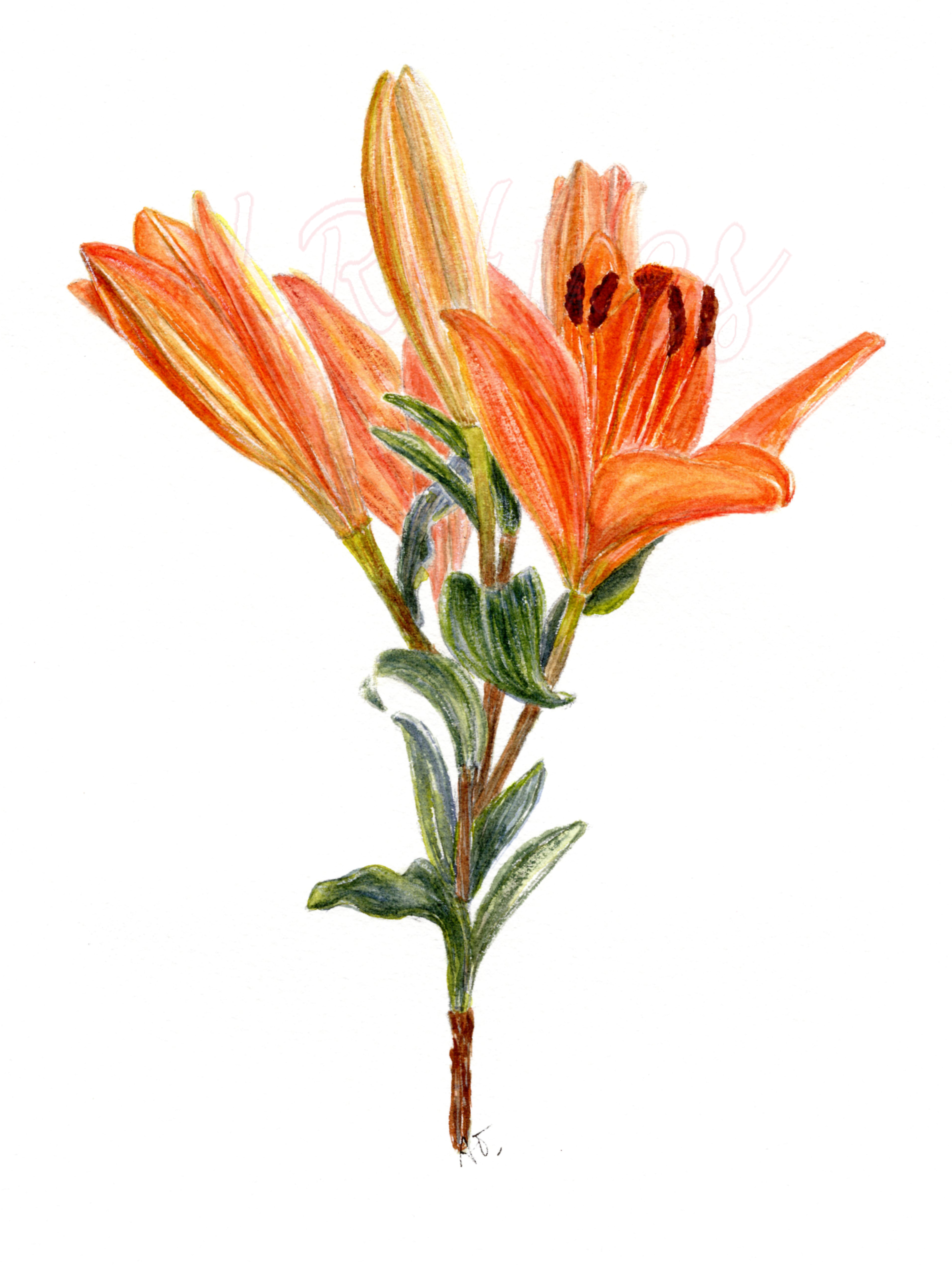 Watercolor Day Lilies