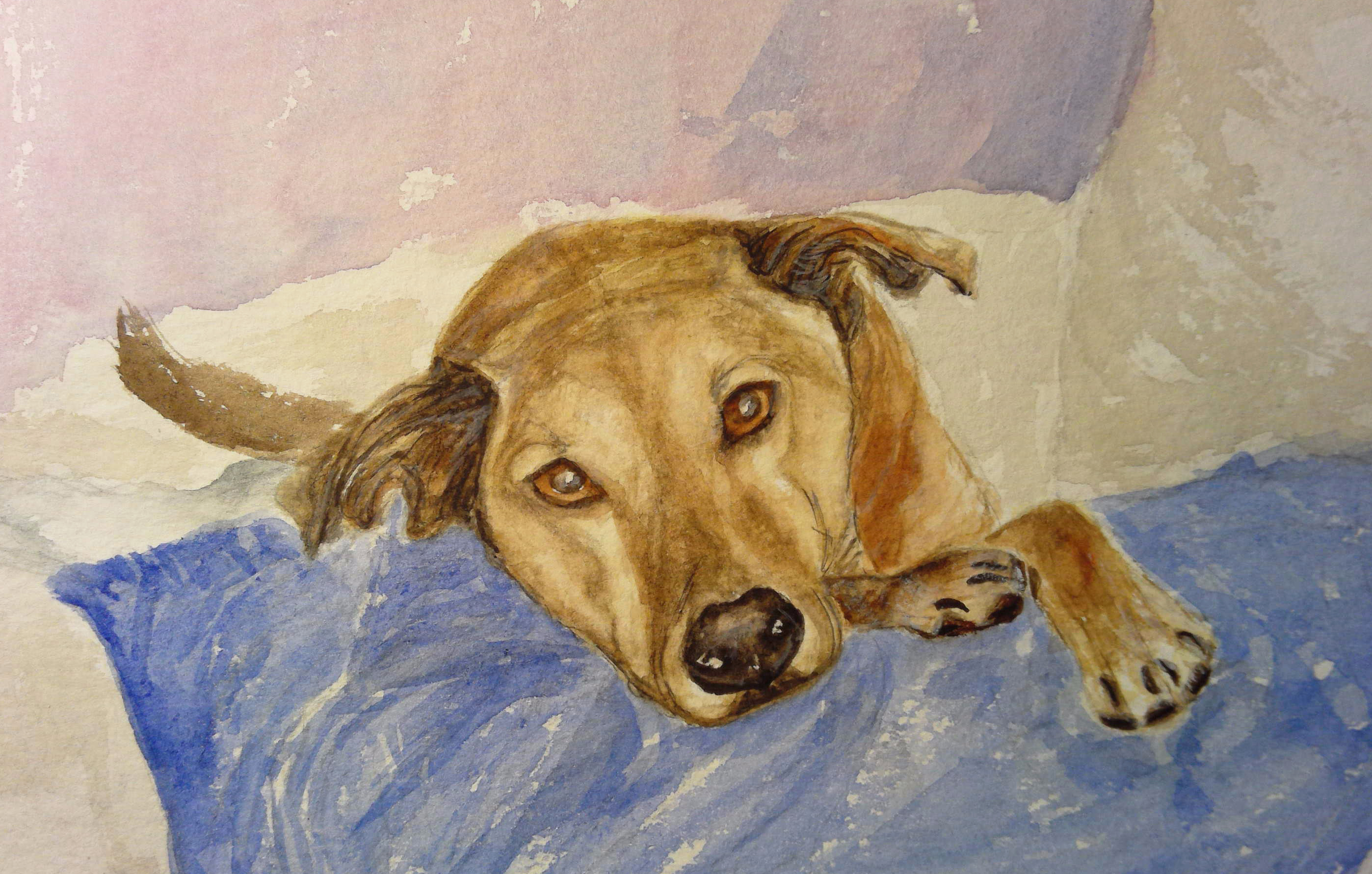 Pet Portrait Commission size