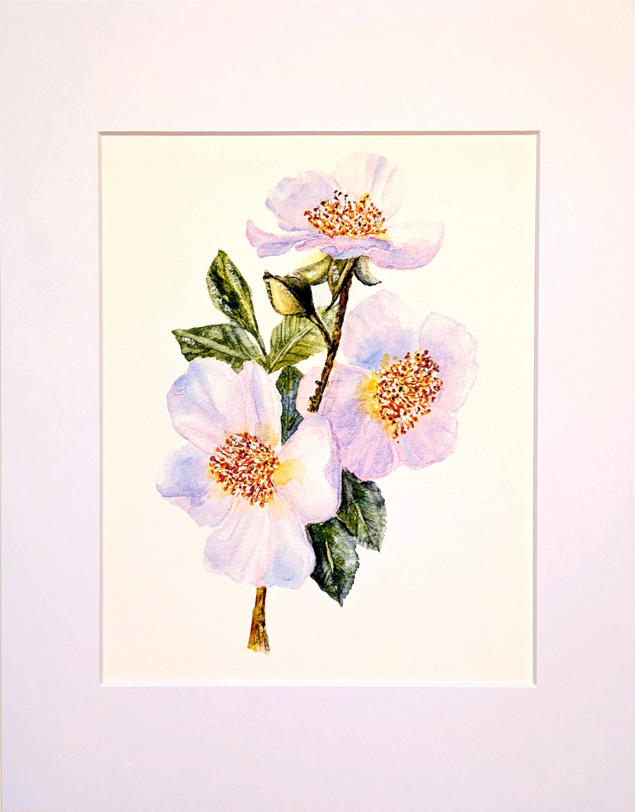 Botanical Wild Prairie roses Art Print