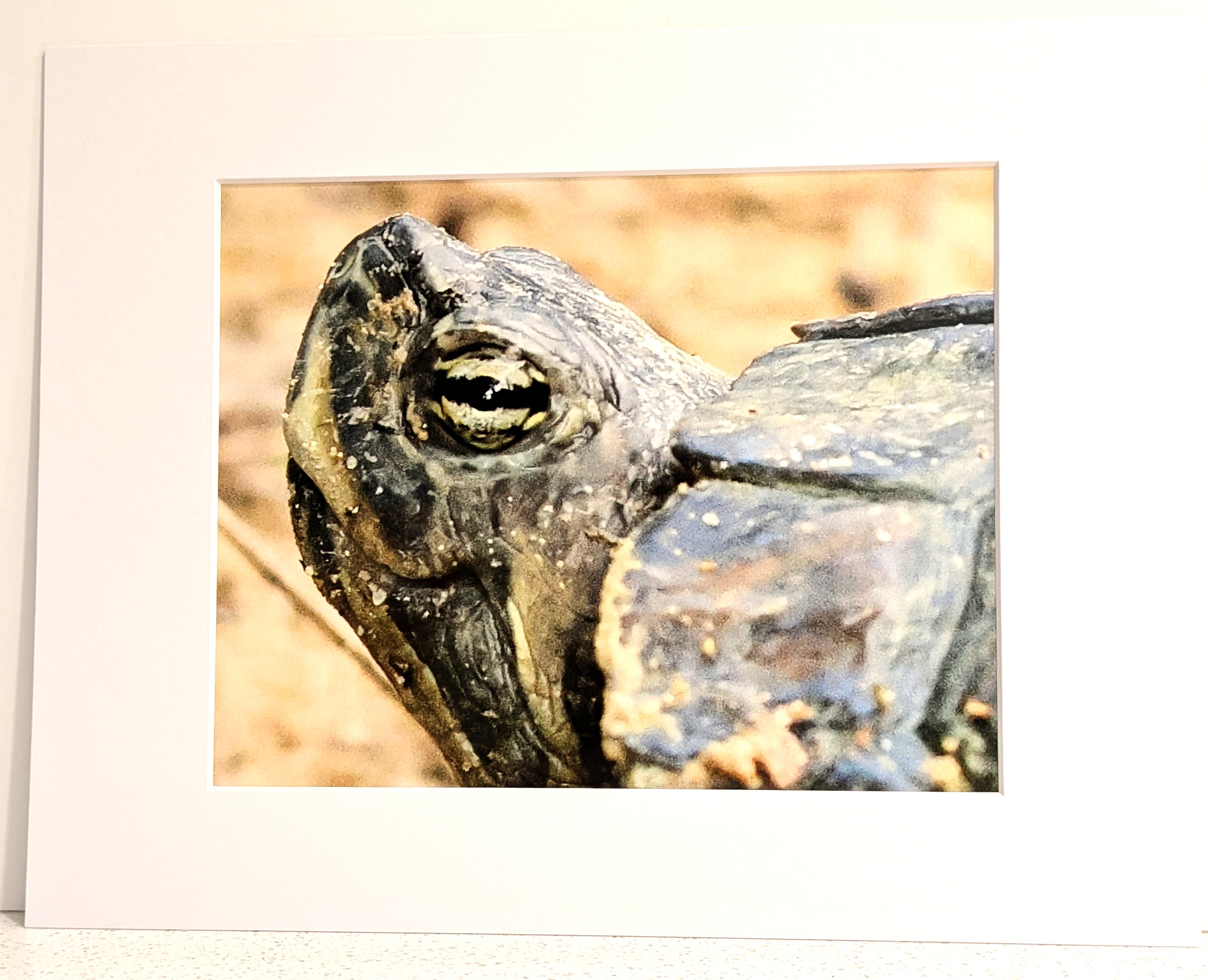 Matted Smiling Turtle Portrait Print