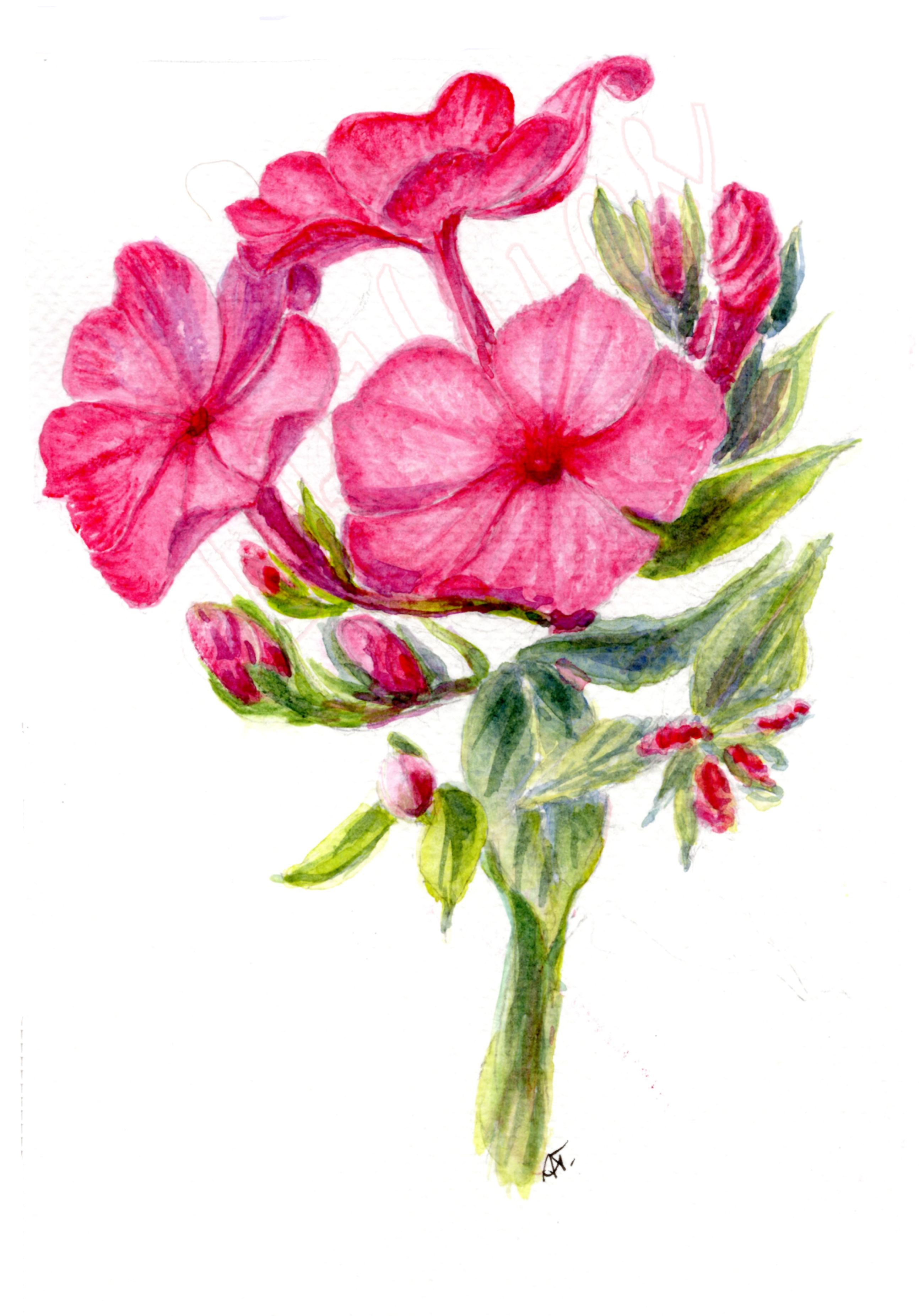 Watercolor Red Glaberrima Phlox
