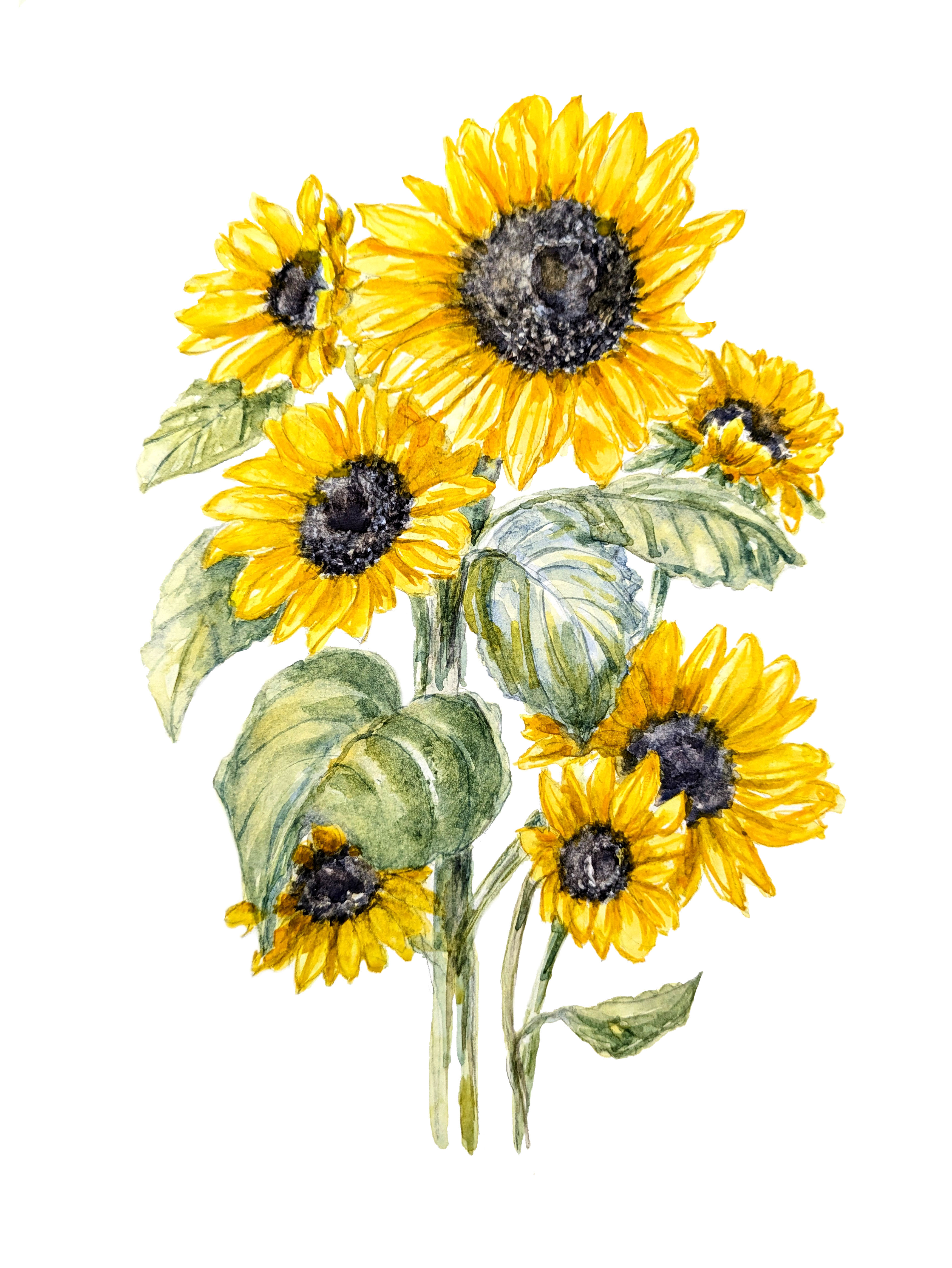 Sunflowers in Watercolor 
