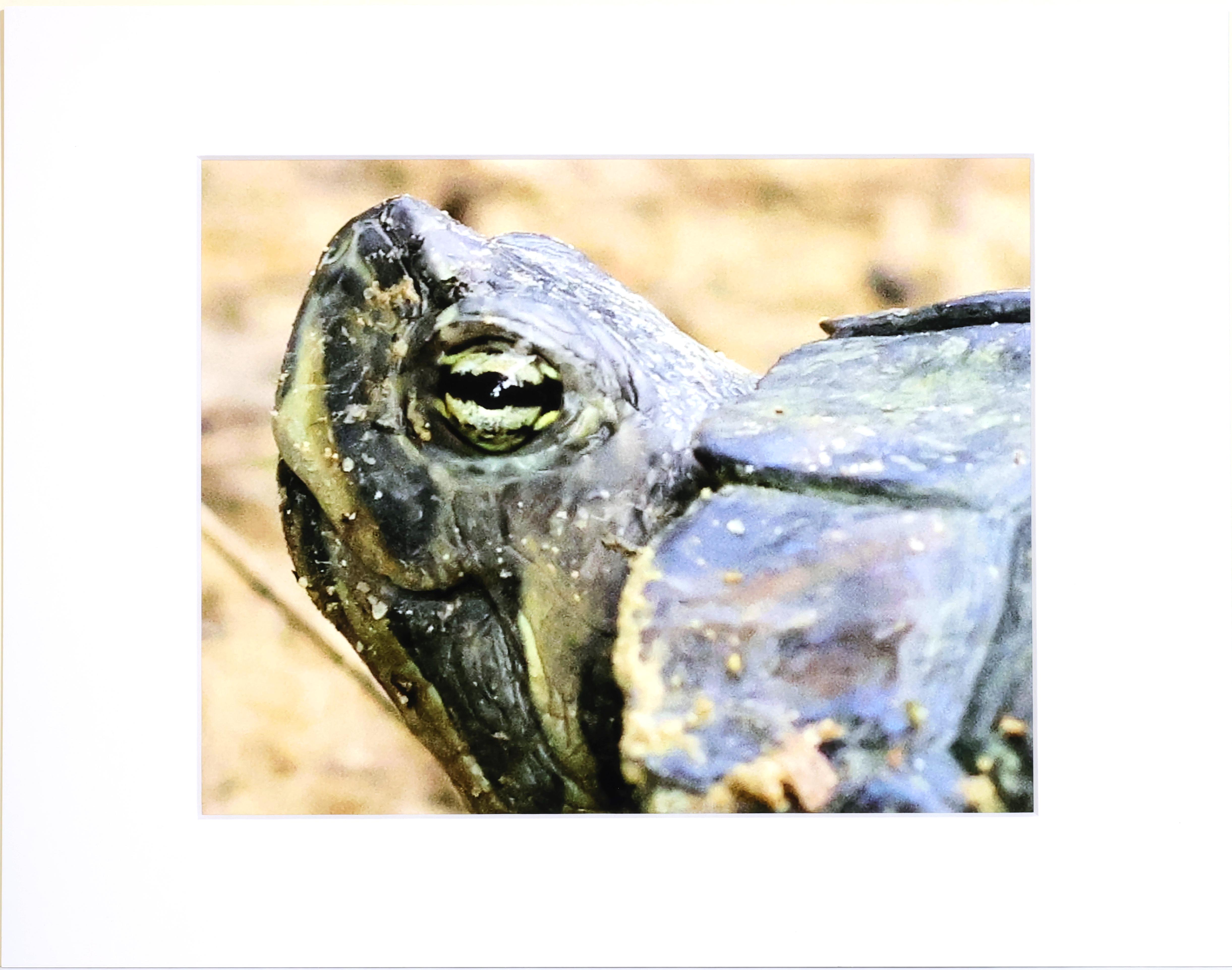 Matted Smiling Turtle Portrait Print