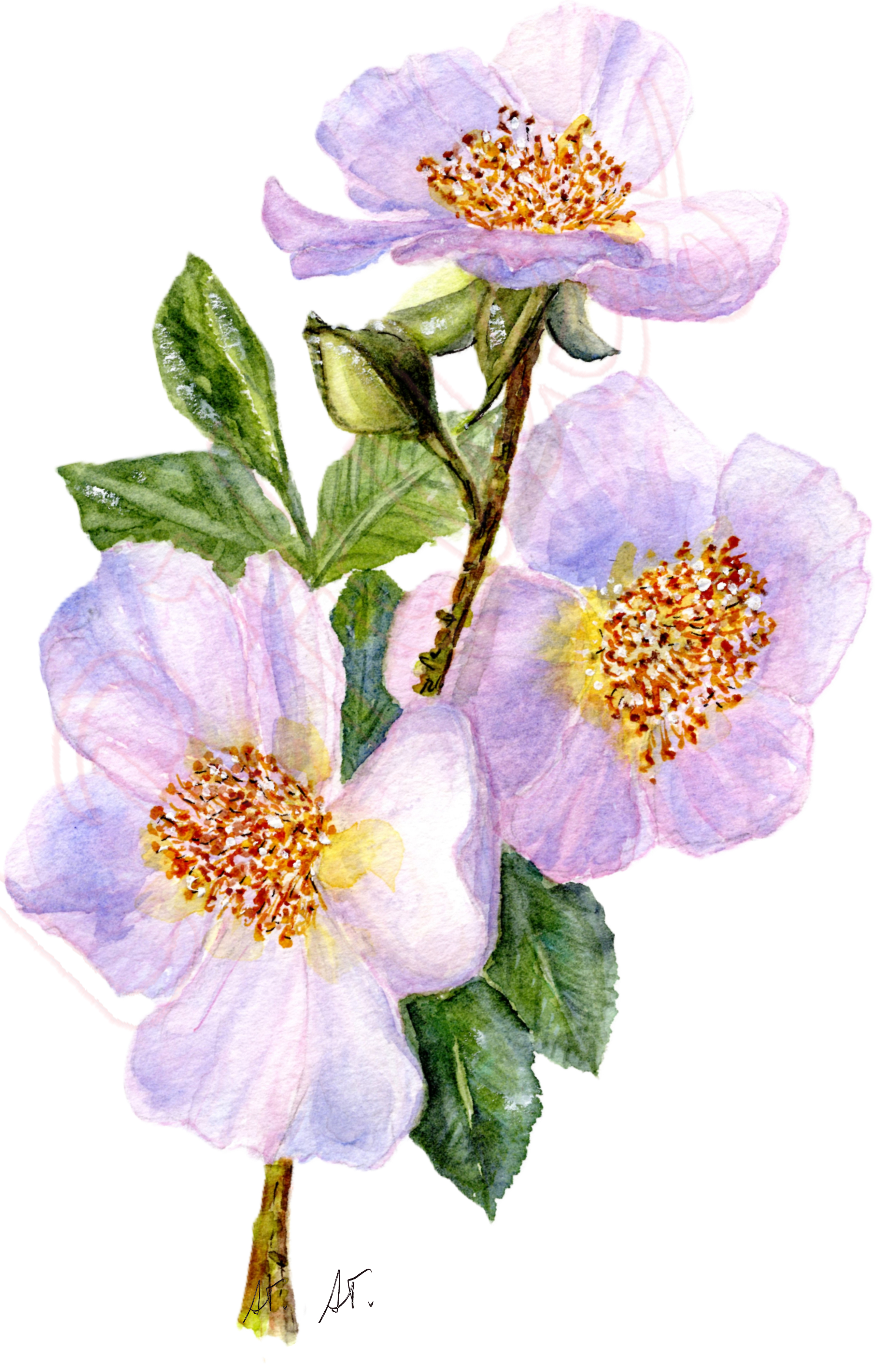 Watercolor Prairie Wild Rose