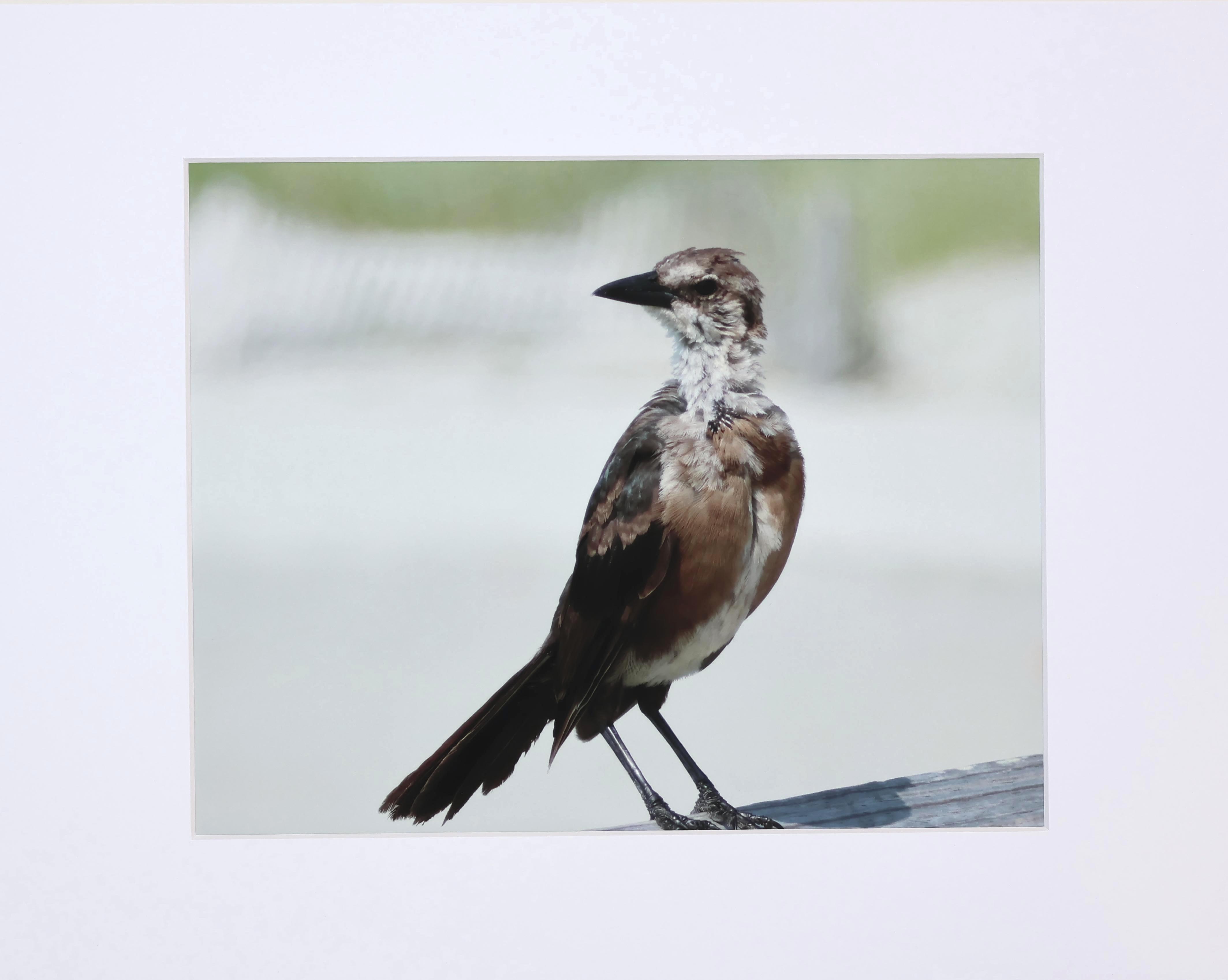 Matted Pier Bird Photograph