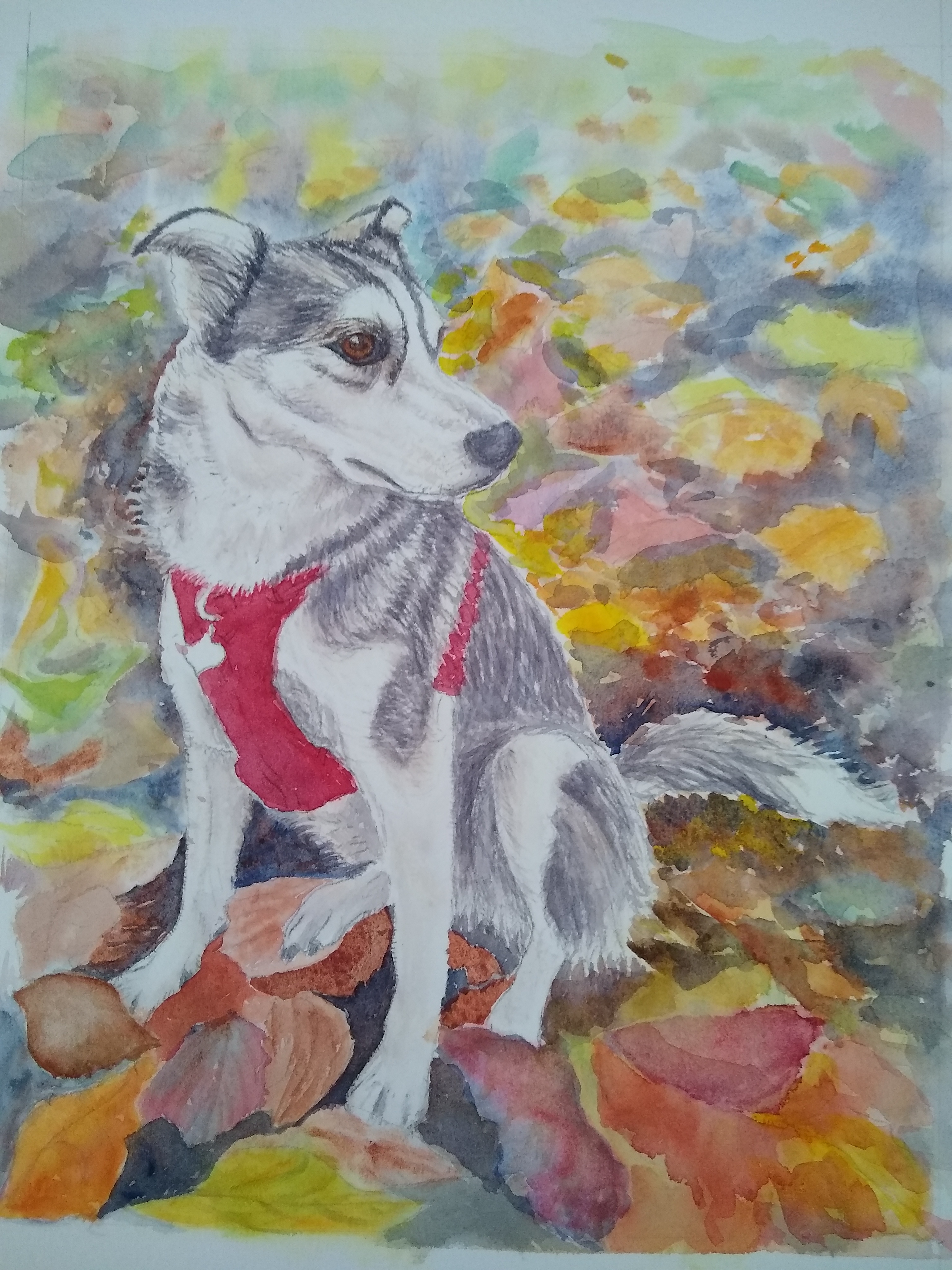 Pet Portrait Commission size