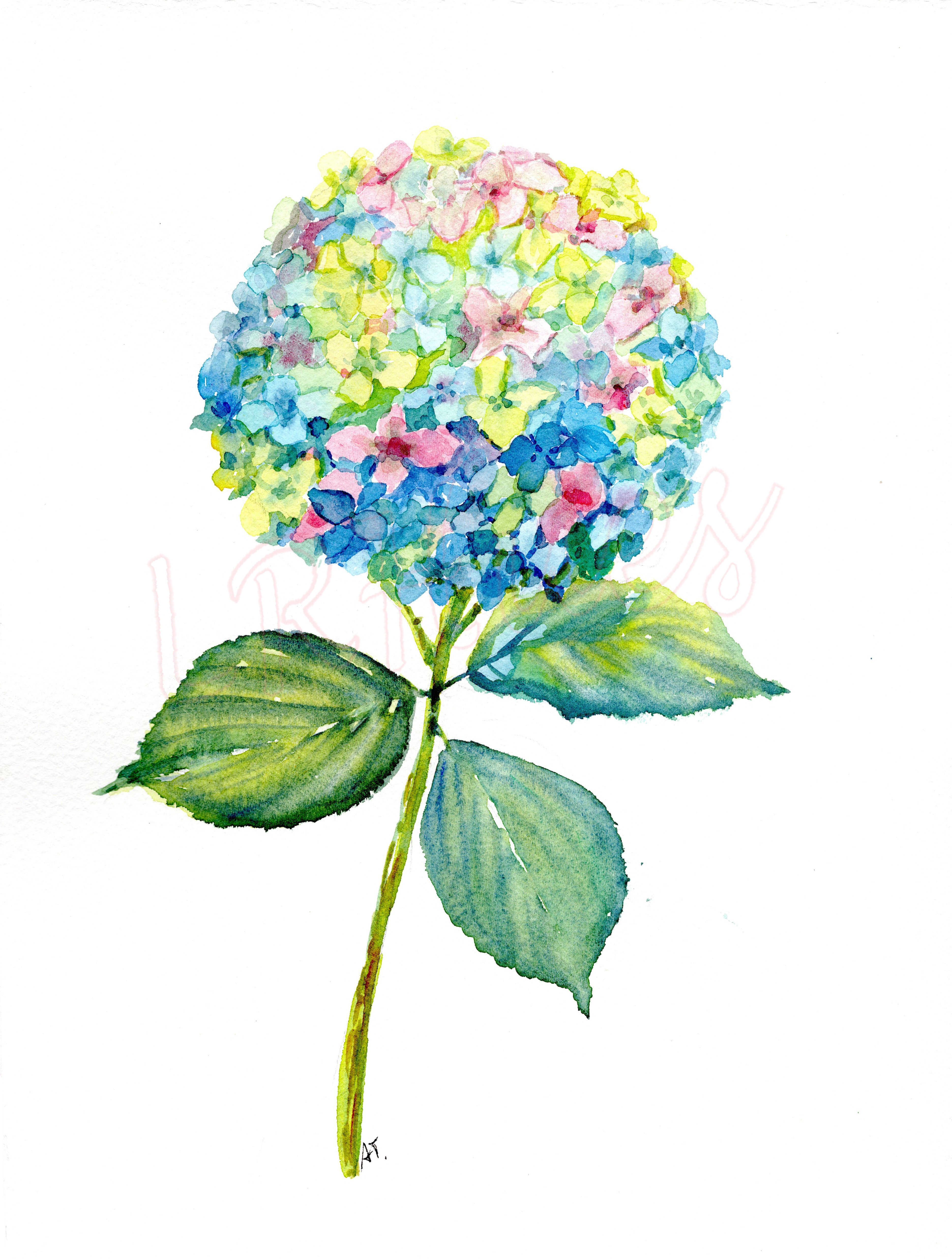 Watercolor Whimsical Hydrangea