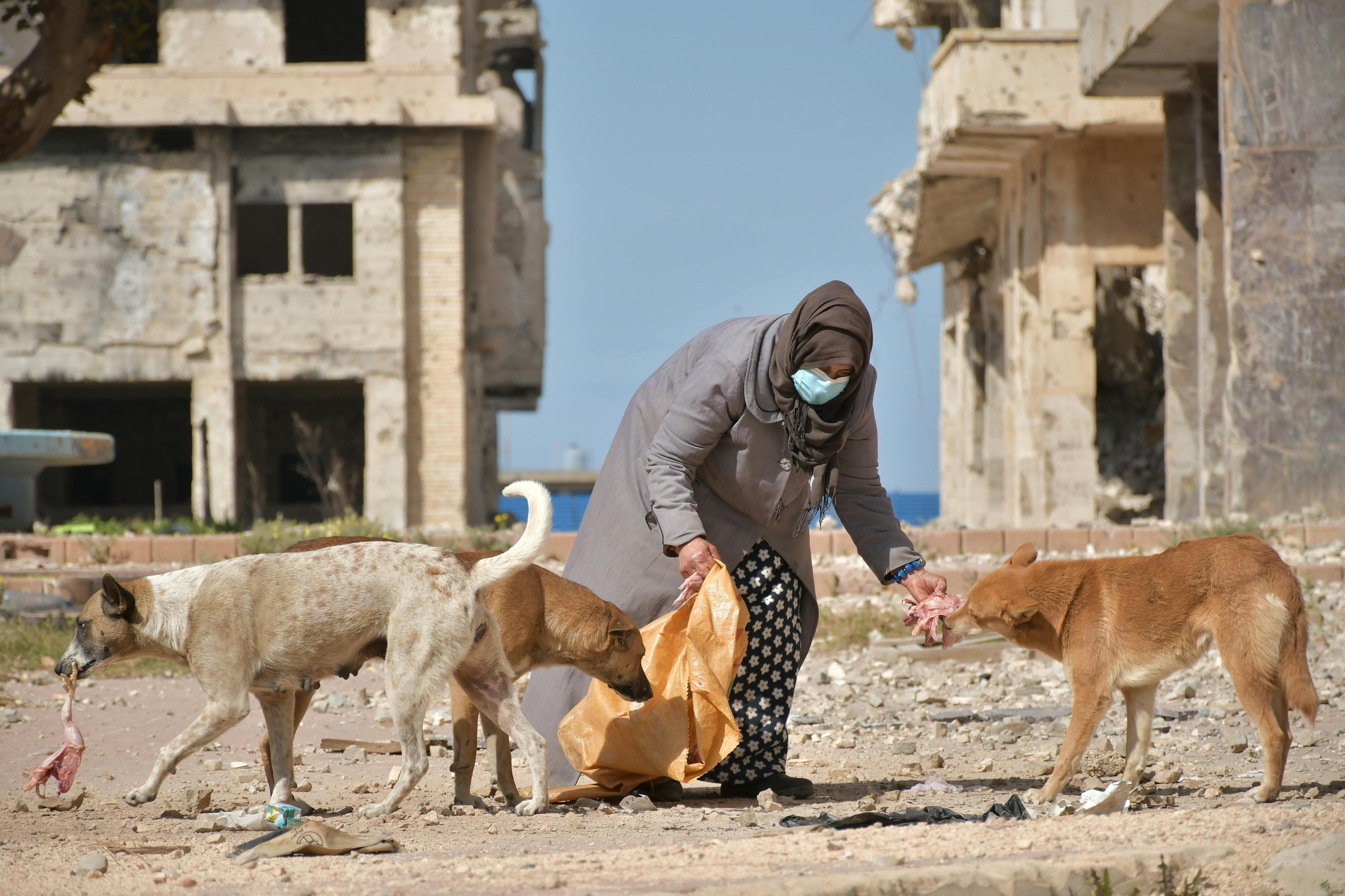 Feed a Paw – Support a Street Animal