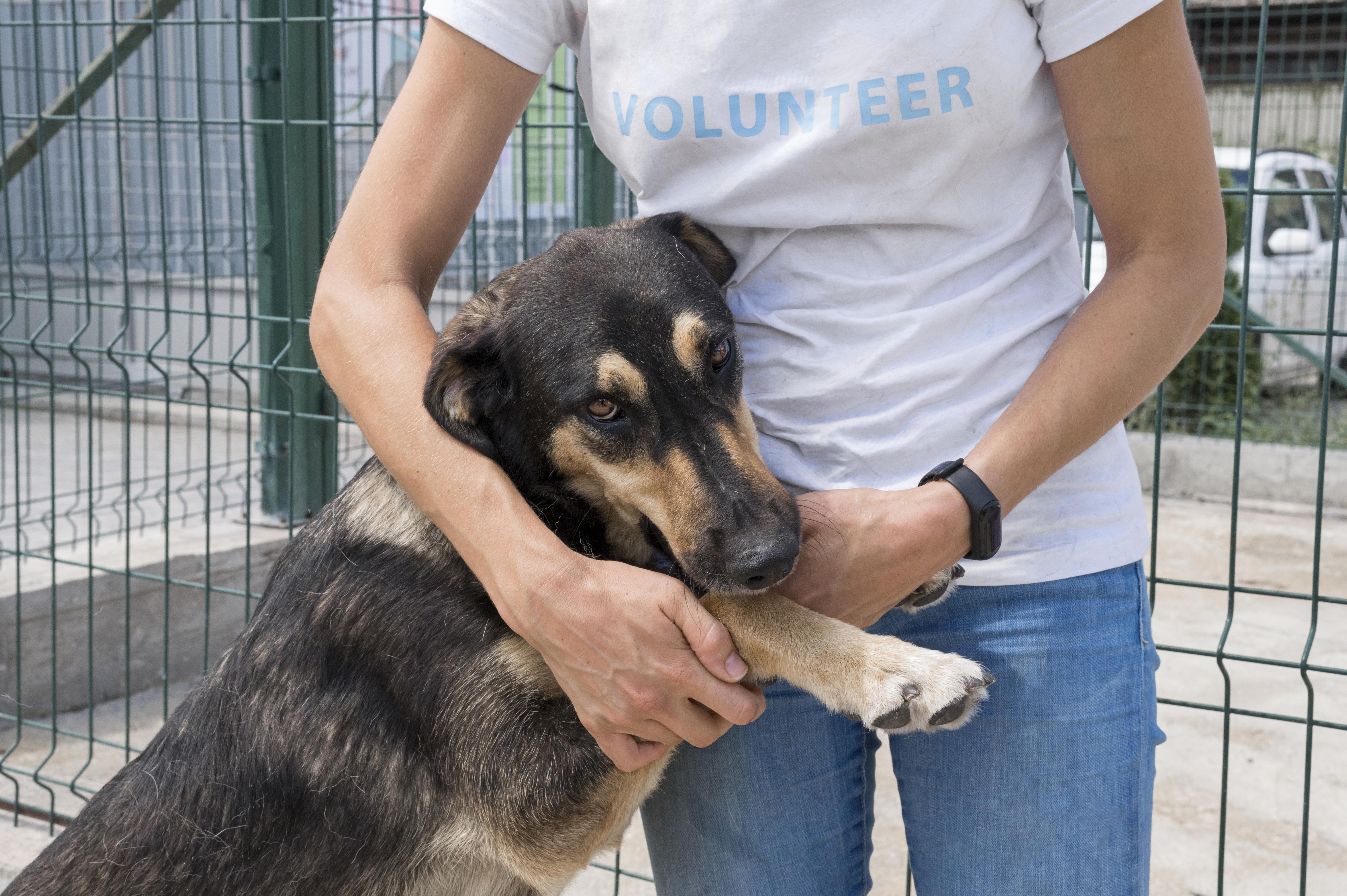Provide Shelter – Give a Street Animal a Safe Haven