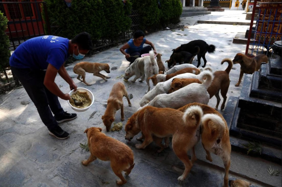 Feed a Paw – Support a Street Animal