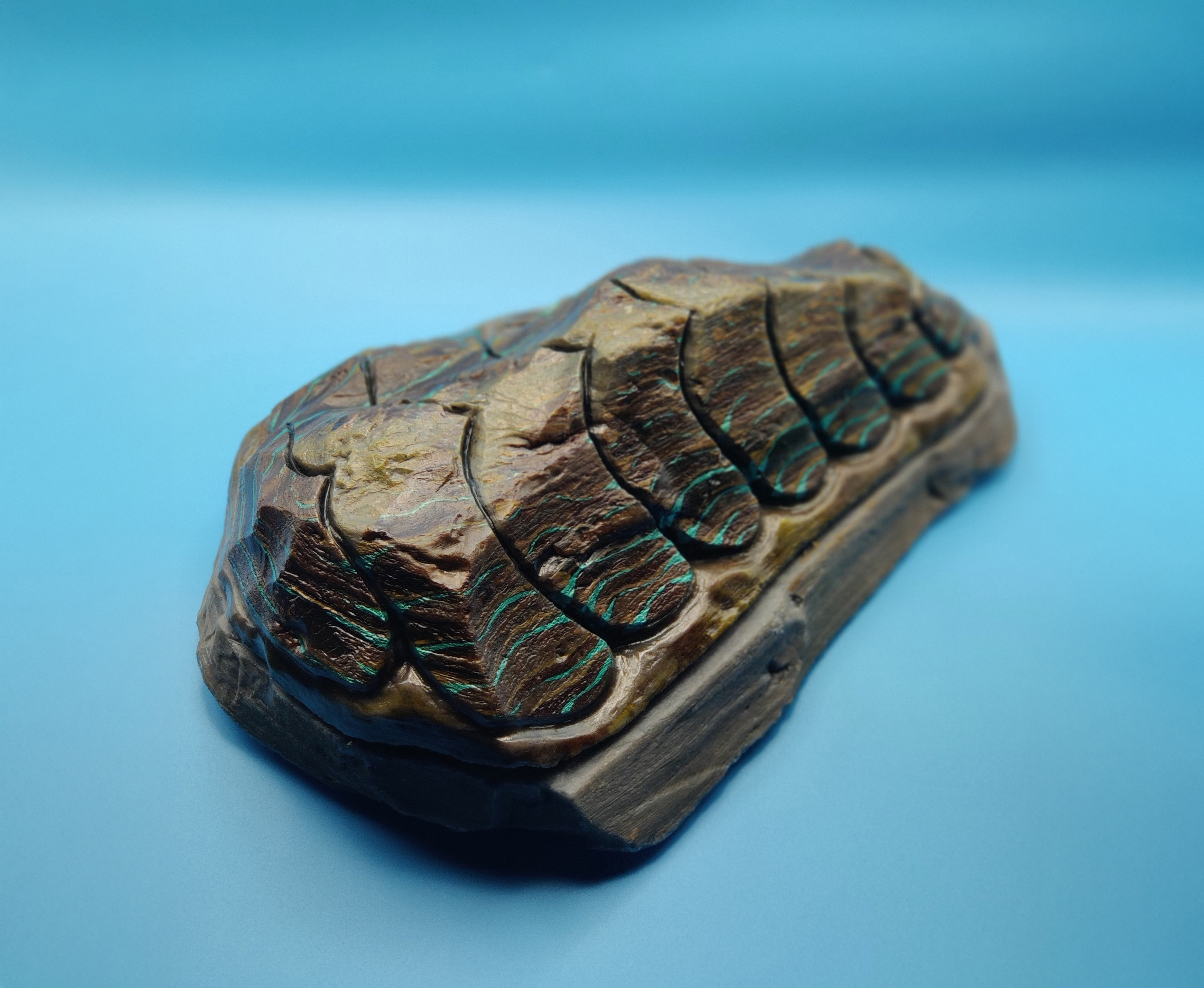 Obsidian Chiton