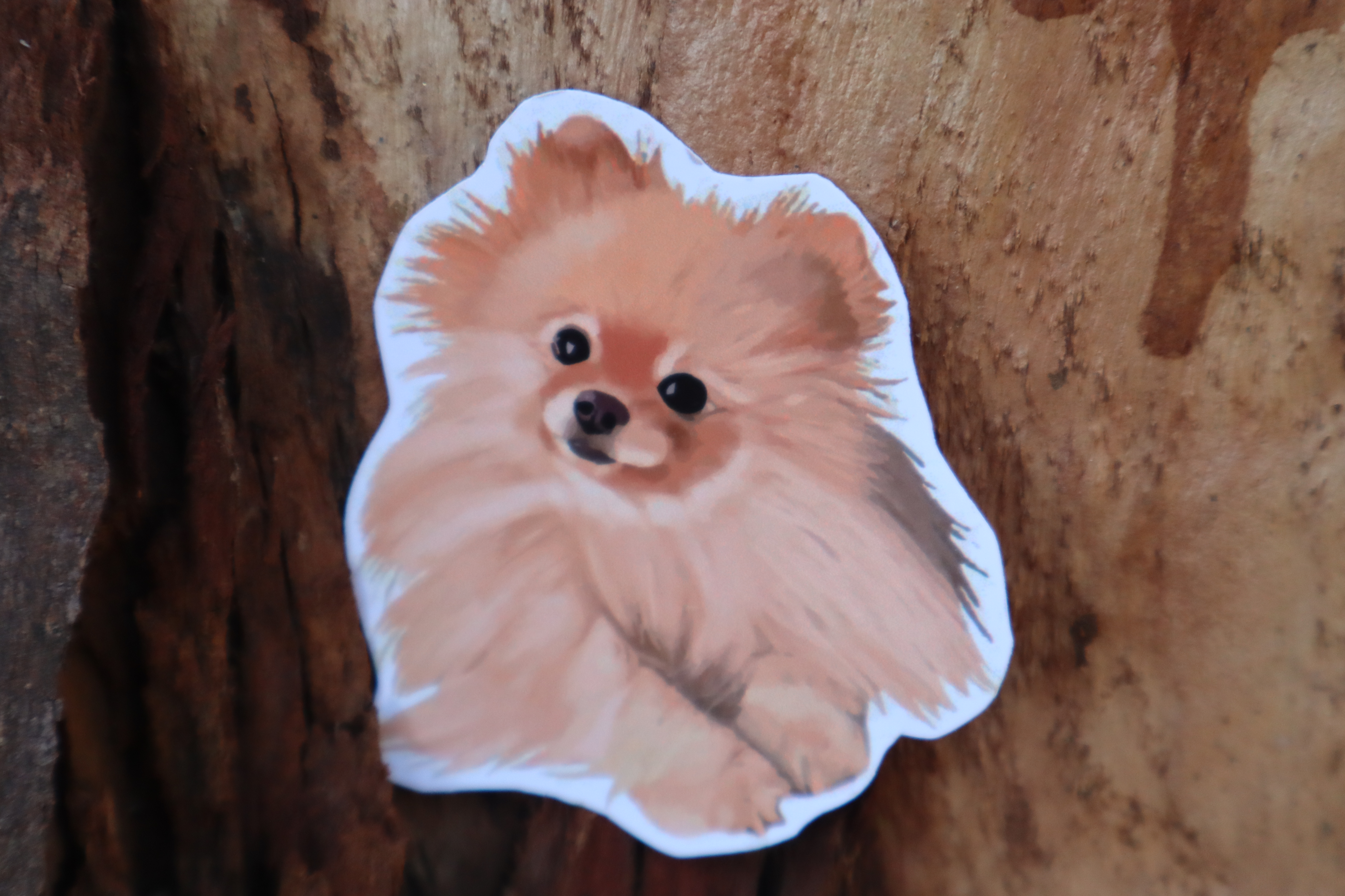 Sticker "Perrito pomeranian"