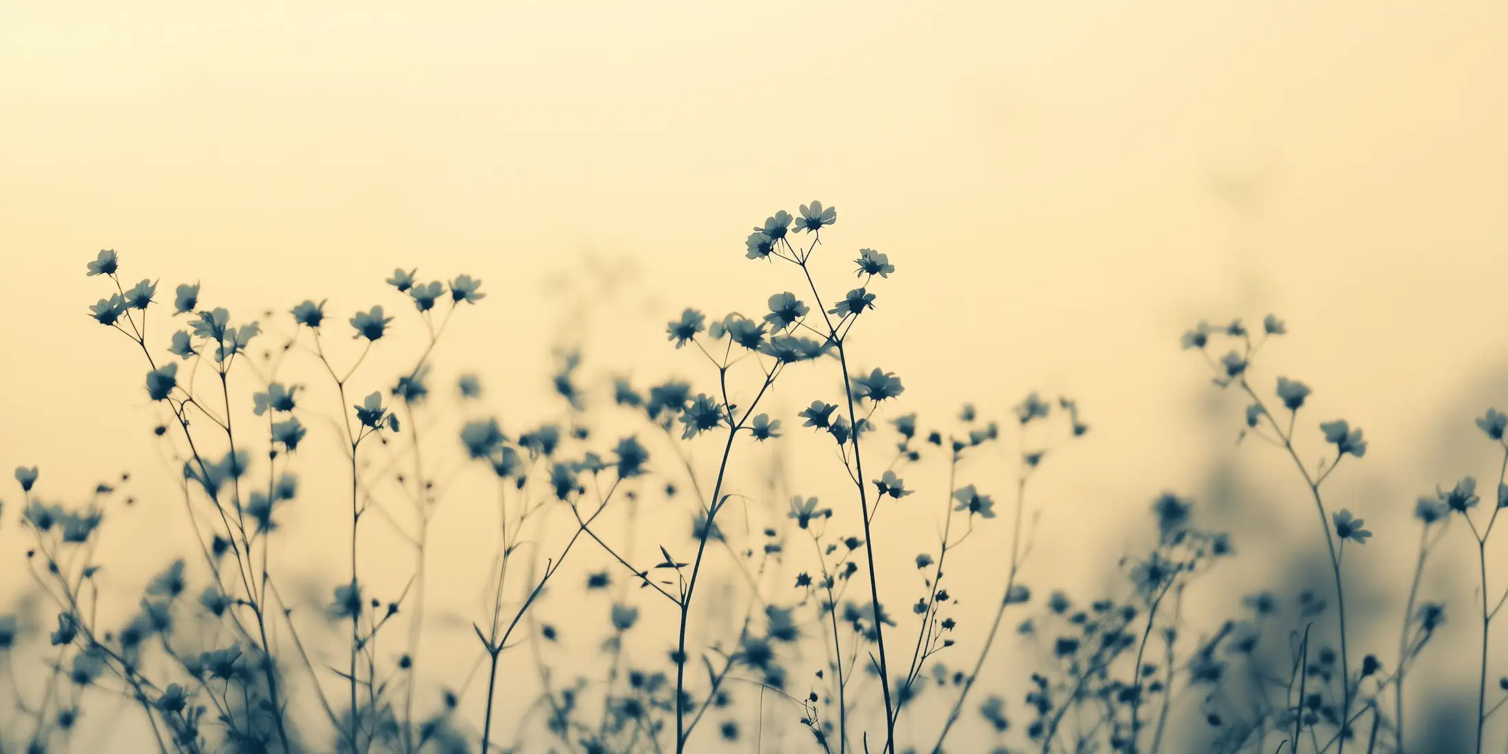 Silhouettes florales
