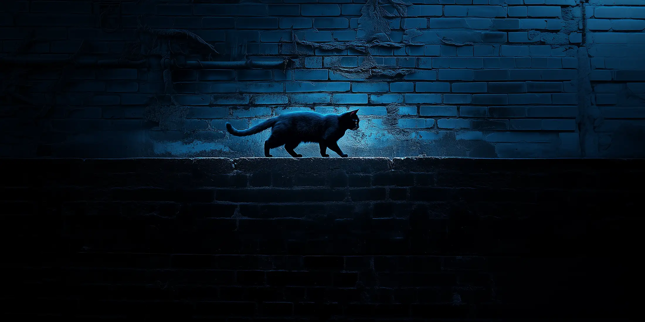 Chat sur le mur