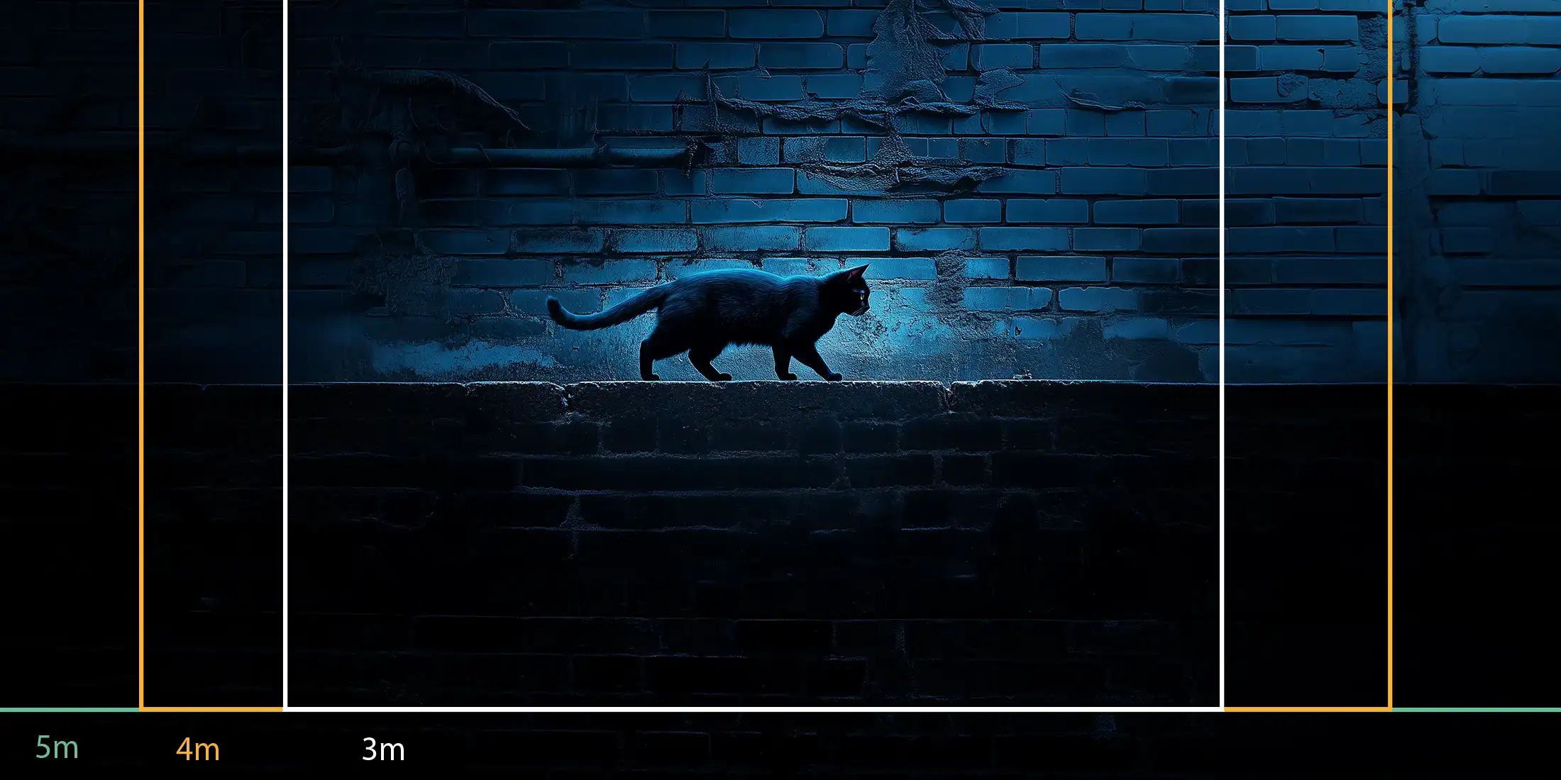 Chat sur le mur