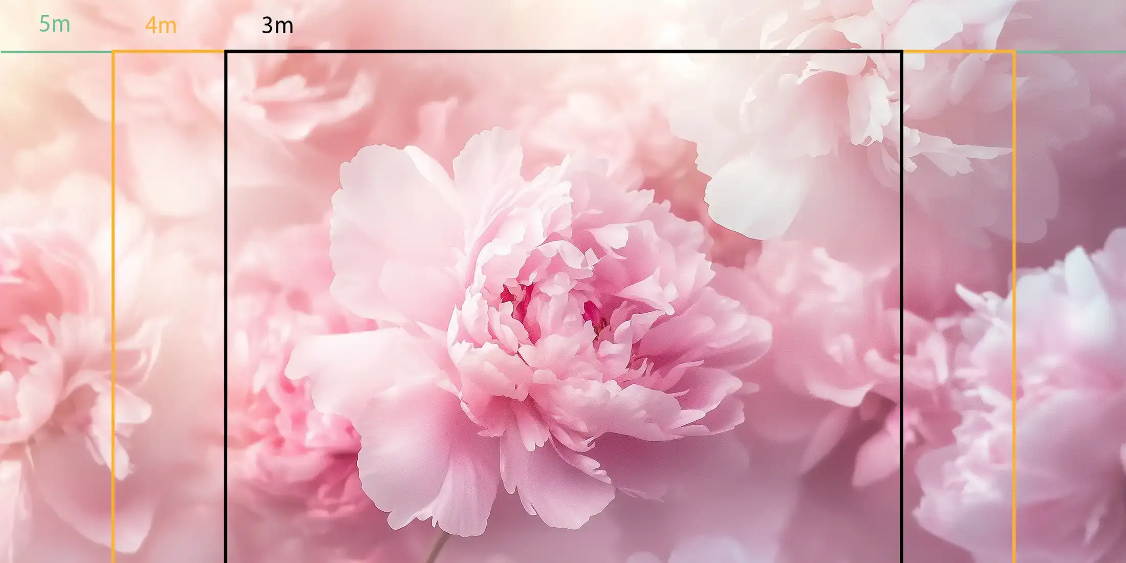 Rêve de pivoines