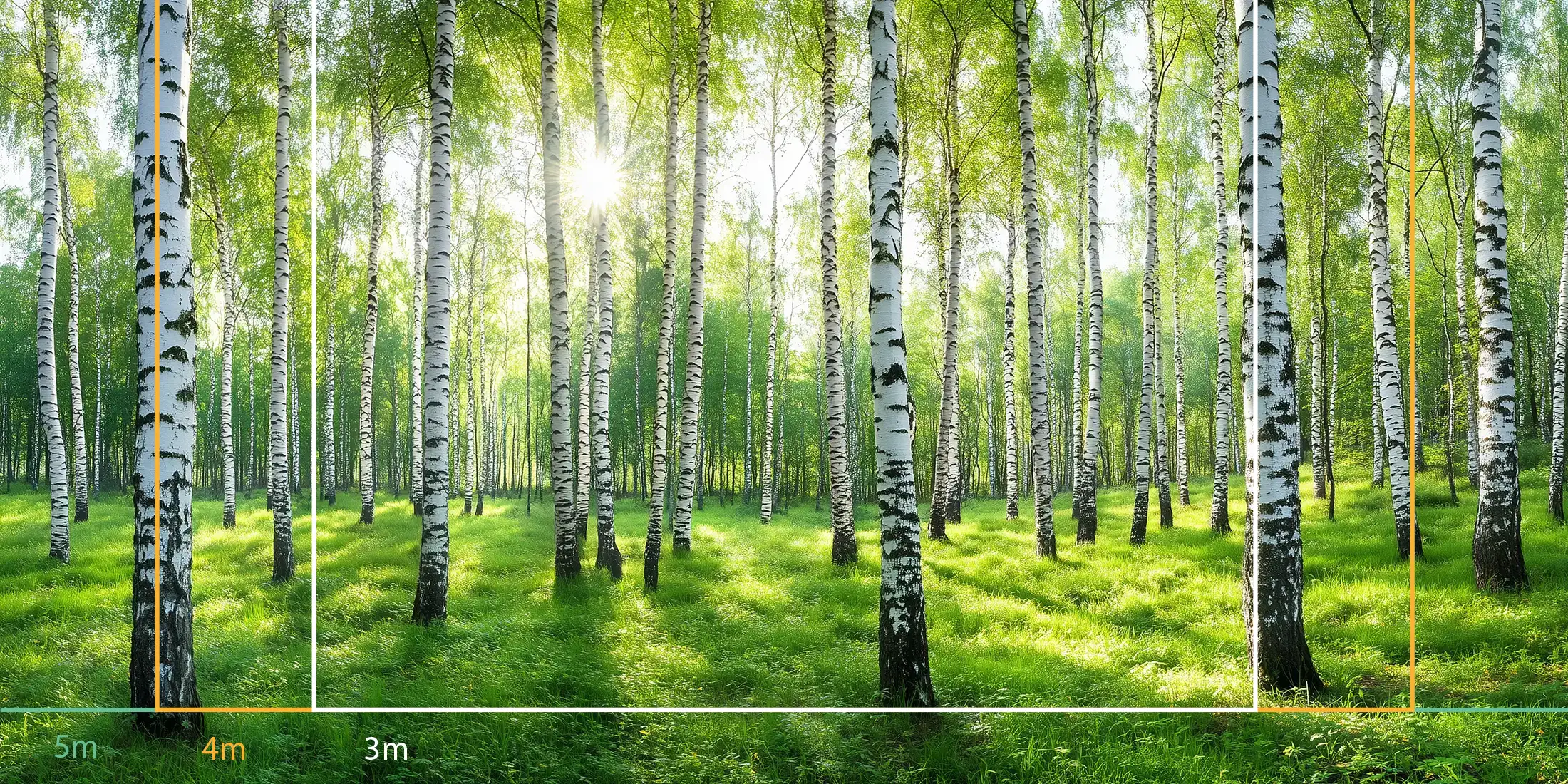 Forêt de bouleaux