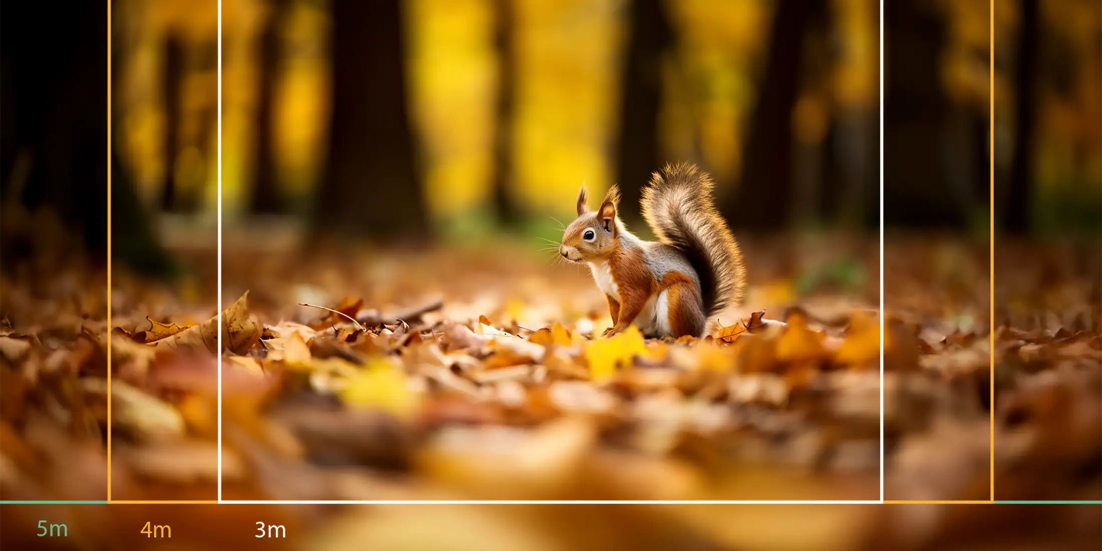 Écureuil d'Automne