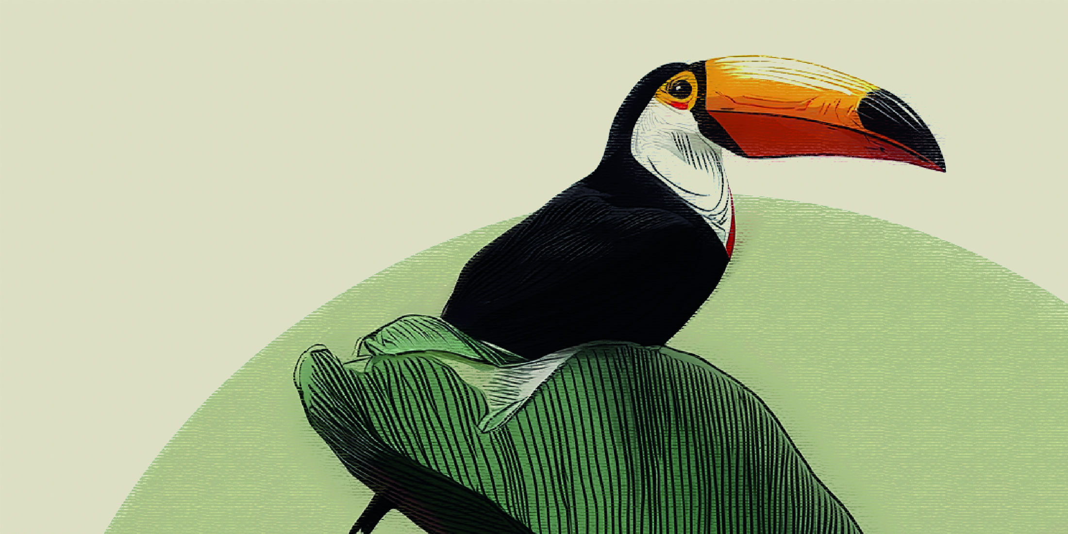 Toucan perché