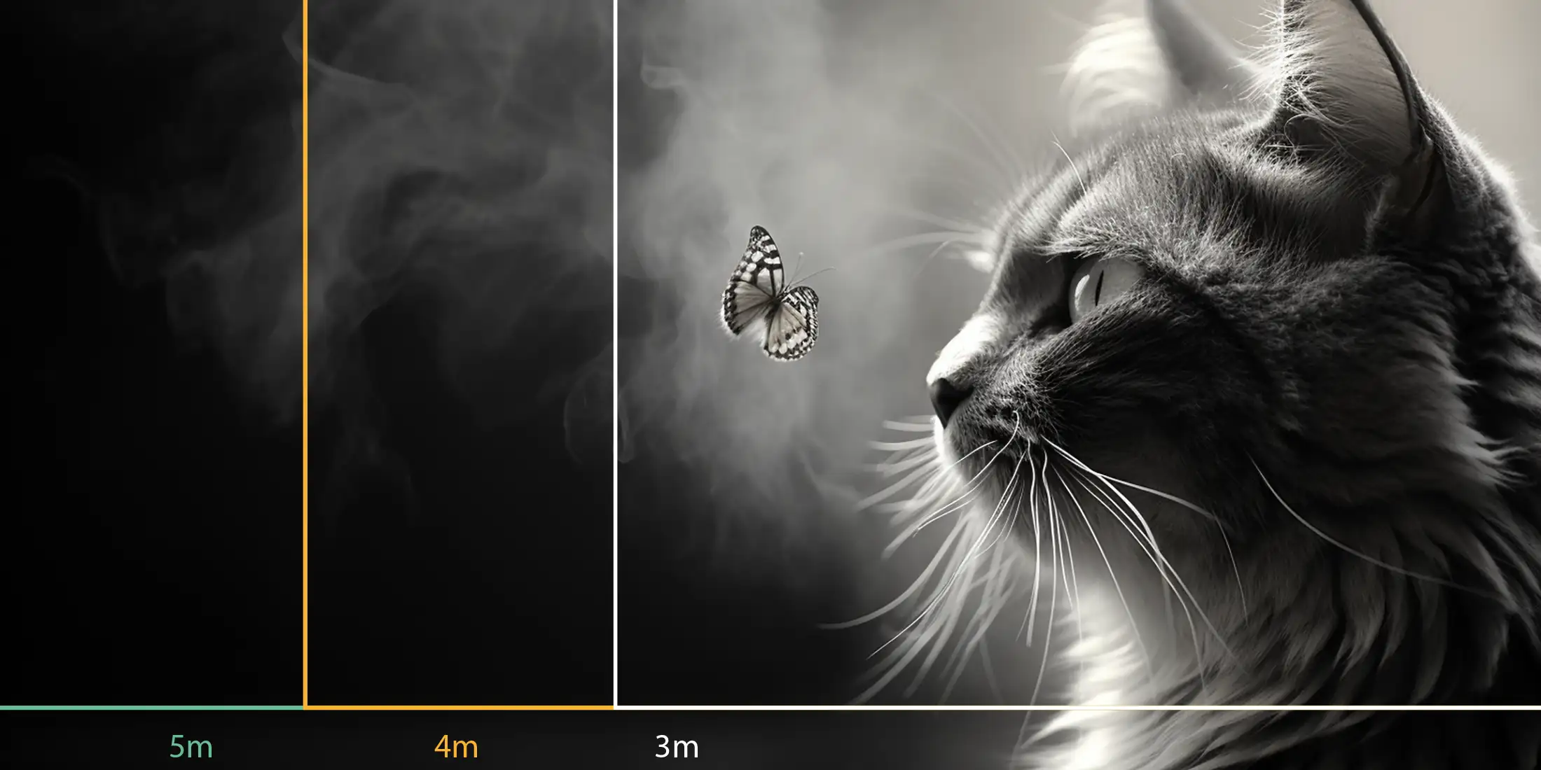 Le chat et son Papillon