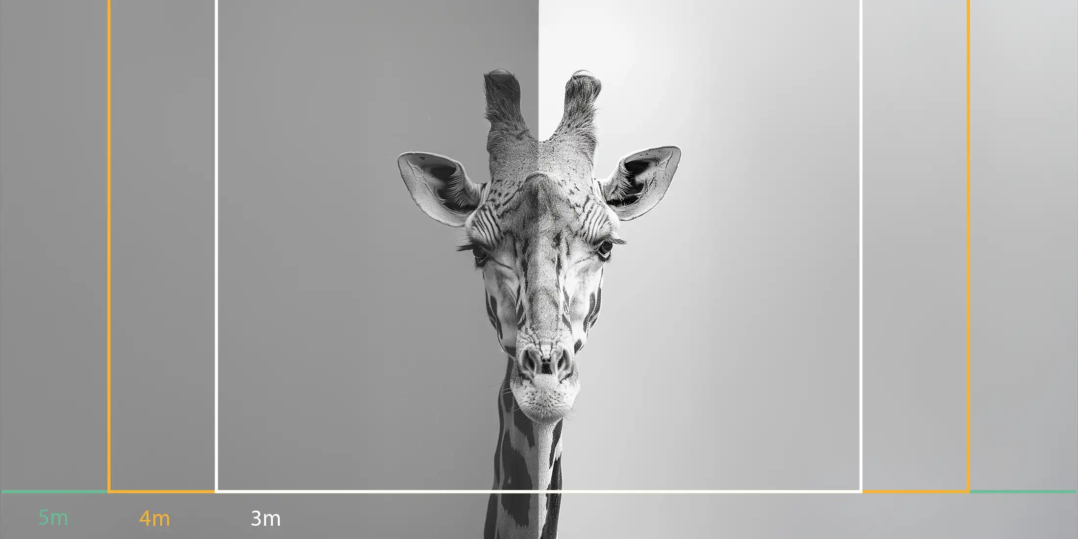 Portrait de girafe noir et blanc