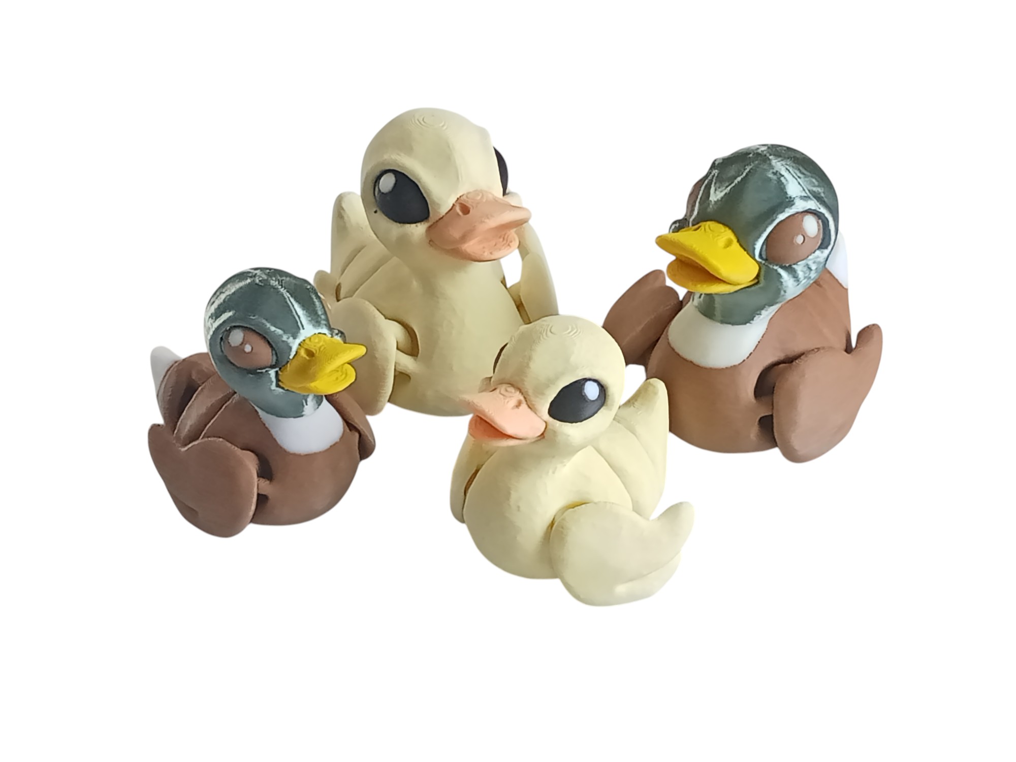 Duckling or Malard Duck