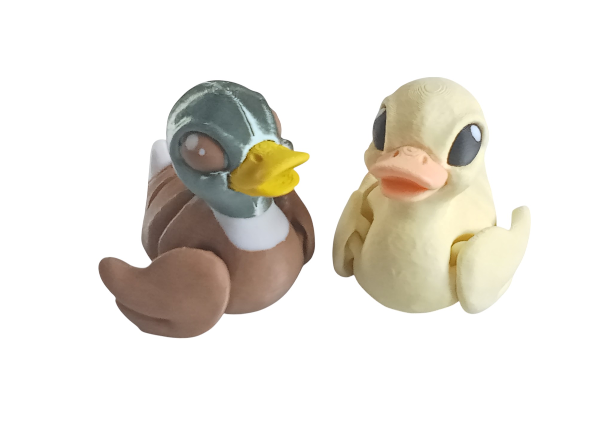Duckling or Malard Duck