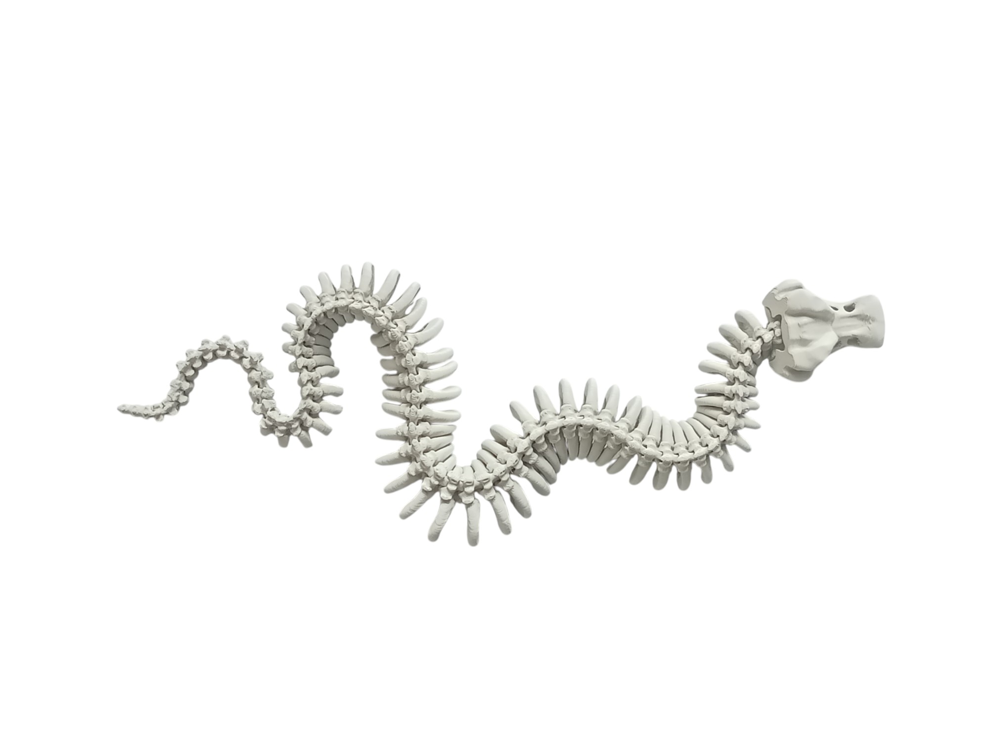 Skeleton Snake