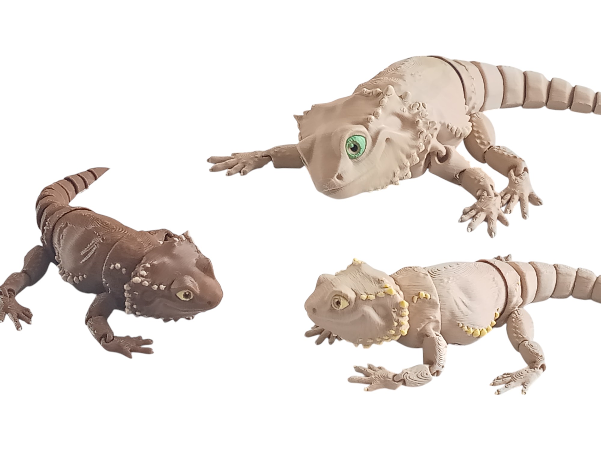 Bearded Dragon