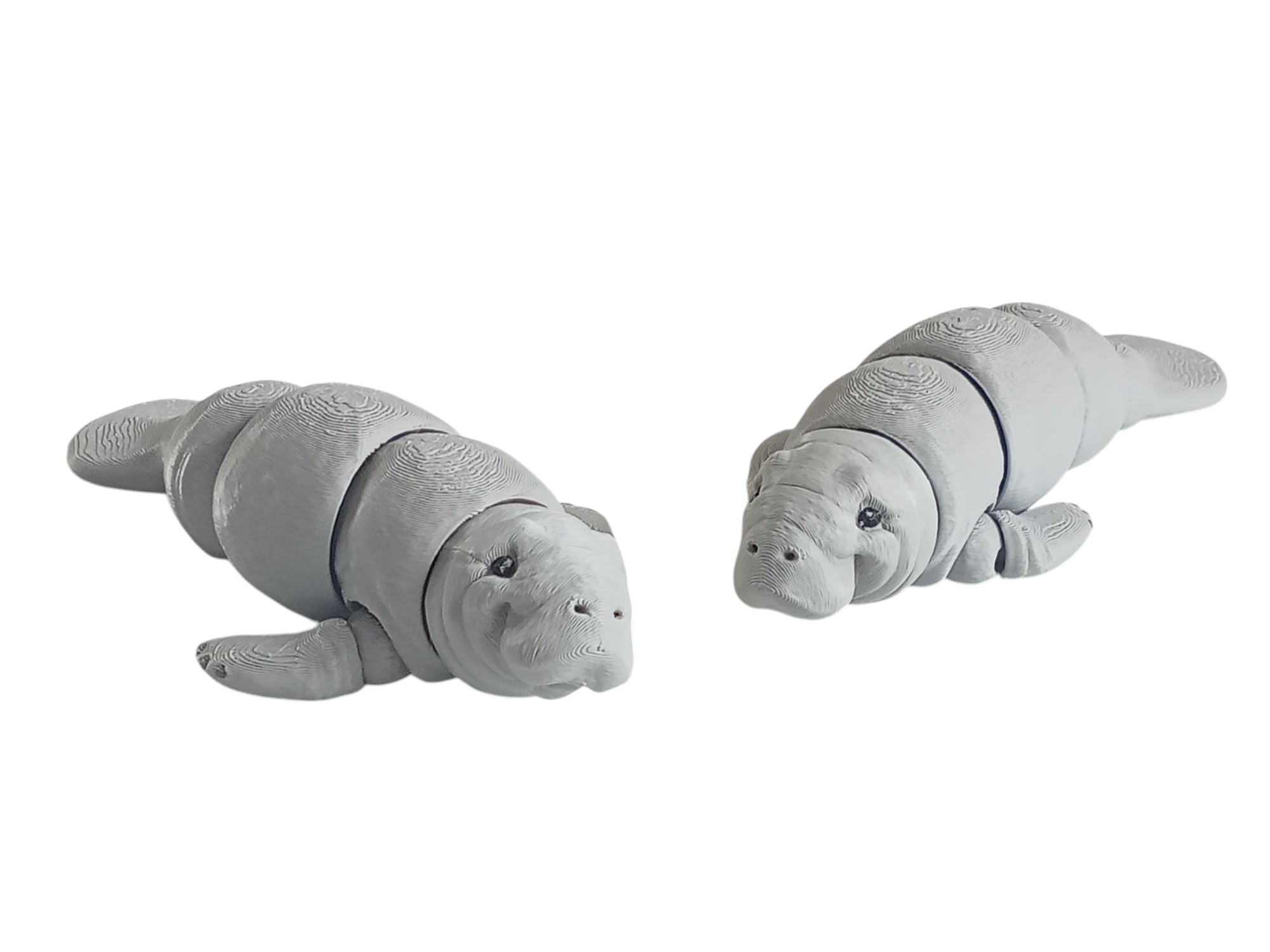 Manatee