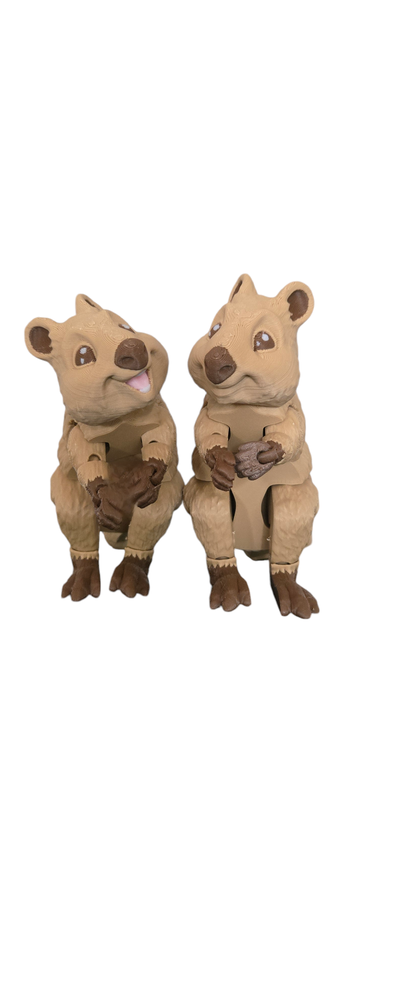 Quokka