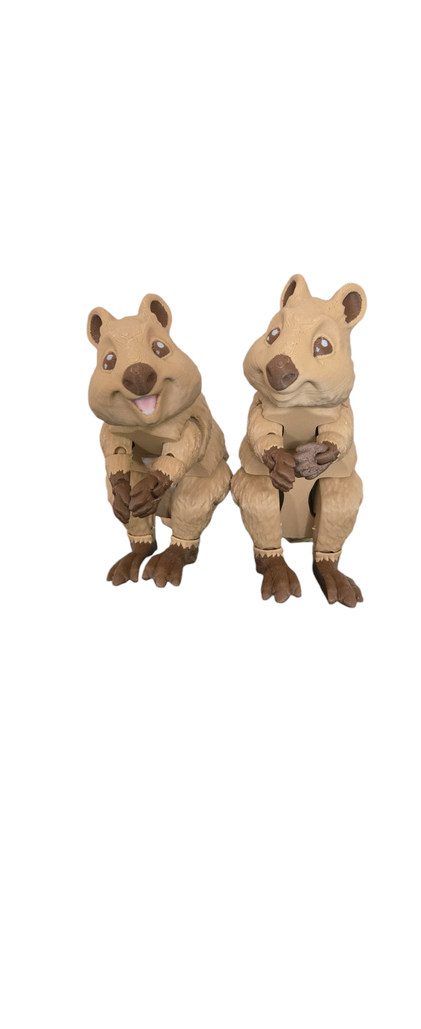 Quokka