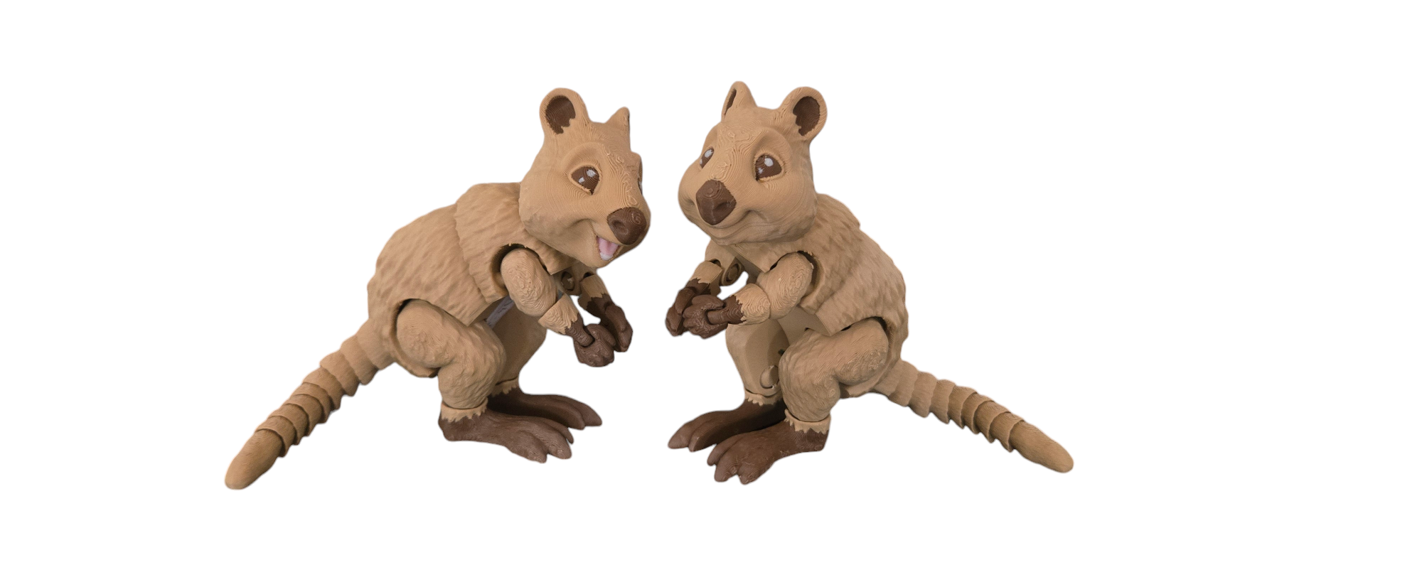 Quokka