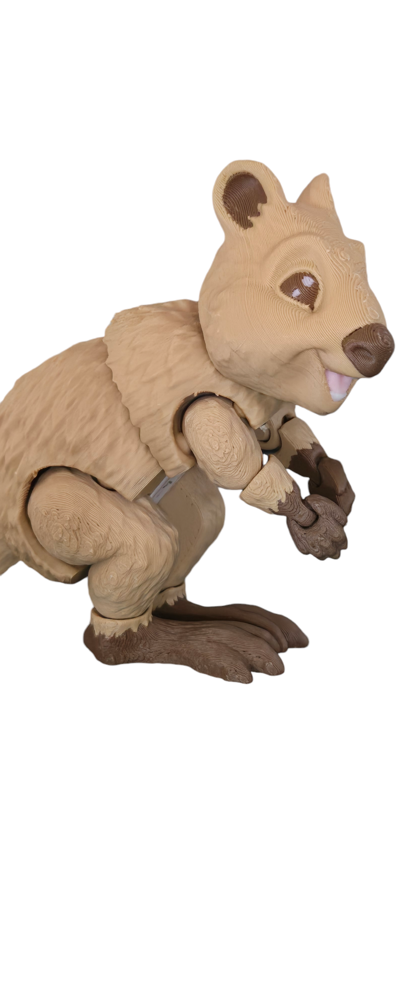 Quokka